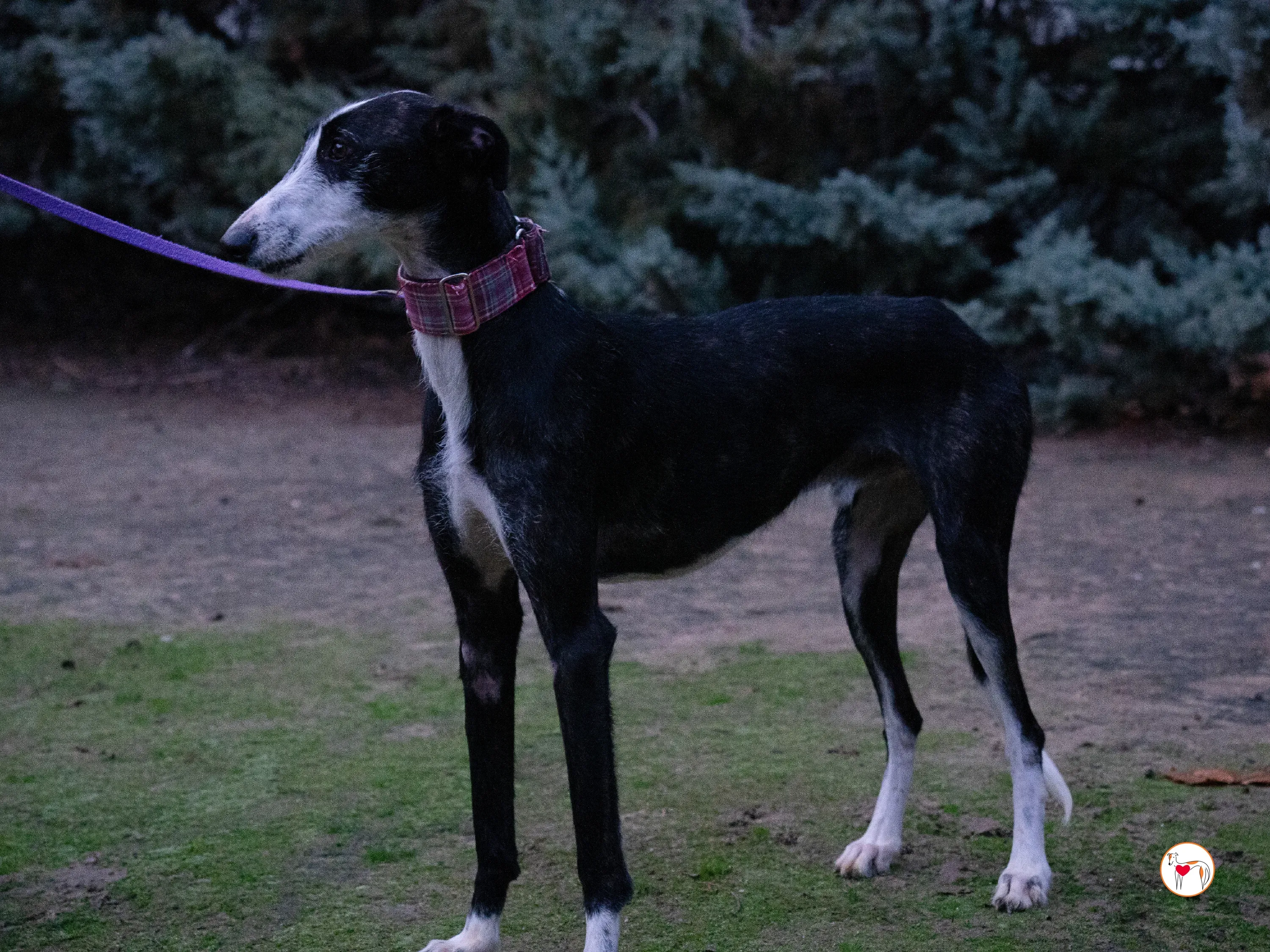 ray galgo adozione 6