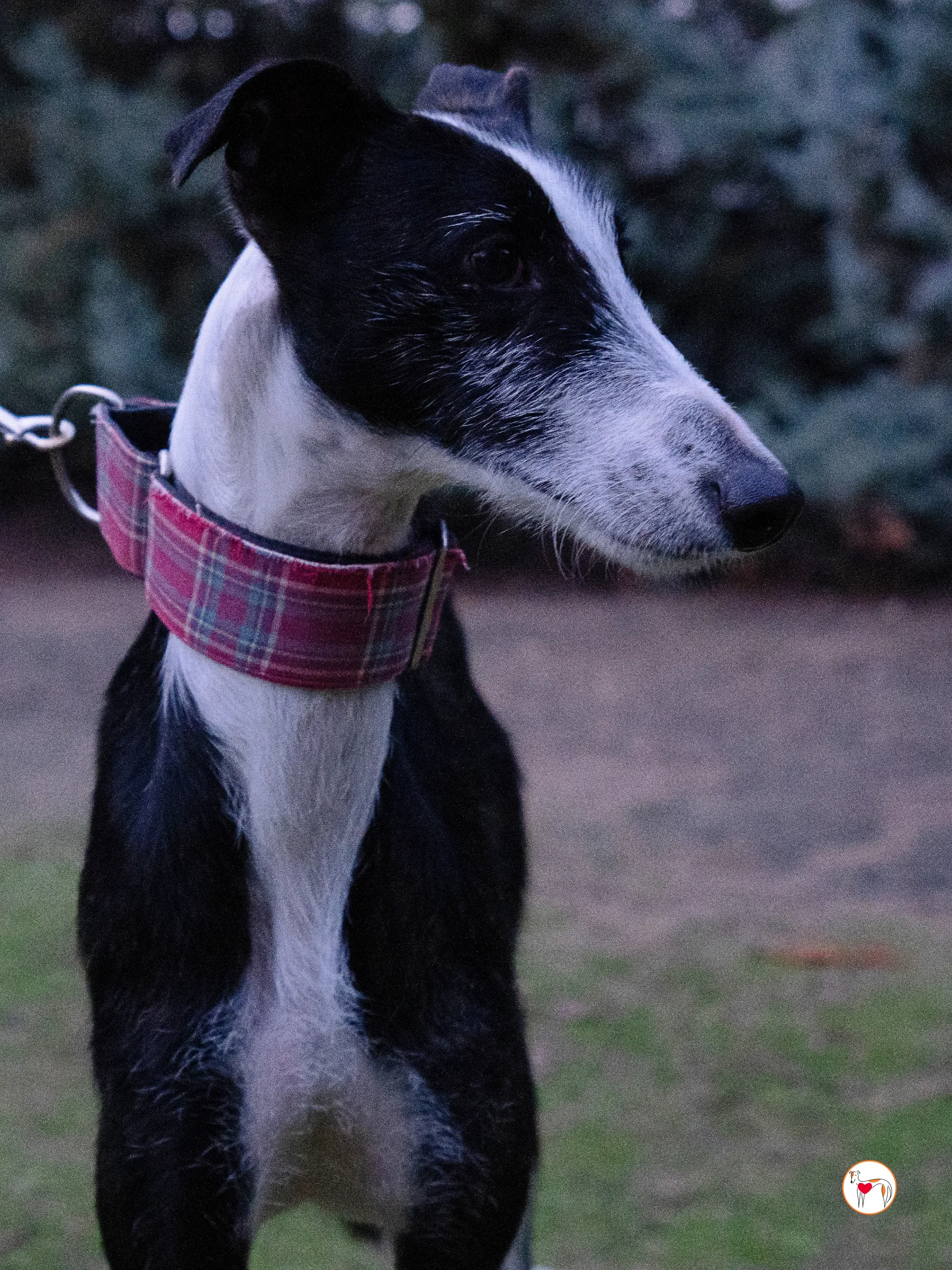 ray galgo adozione 7