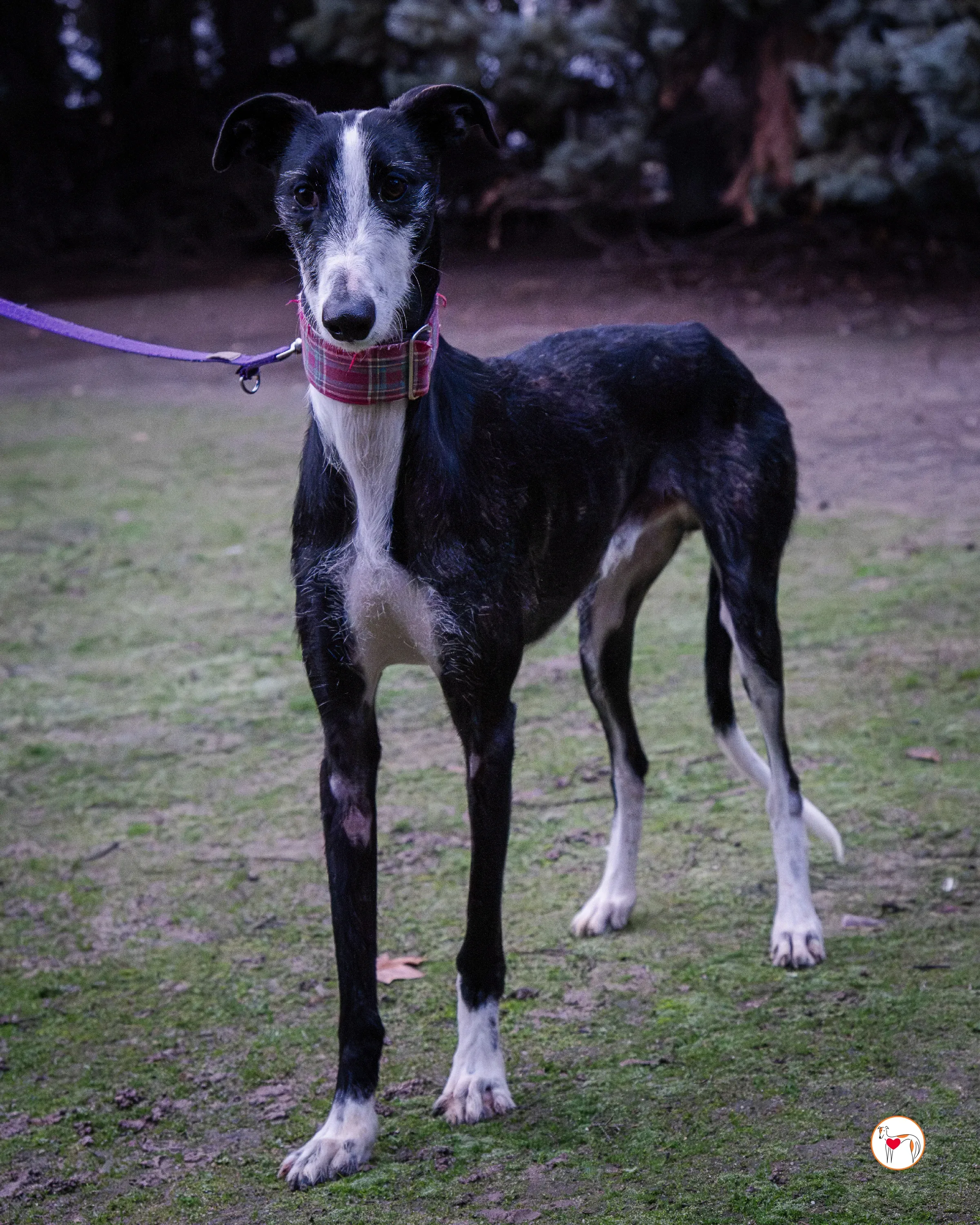 ray galgo adozione 8