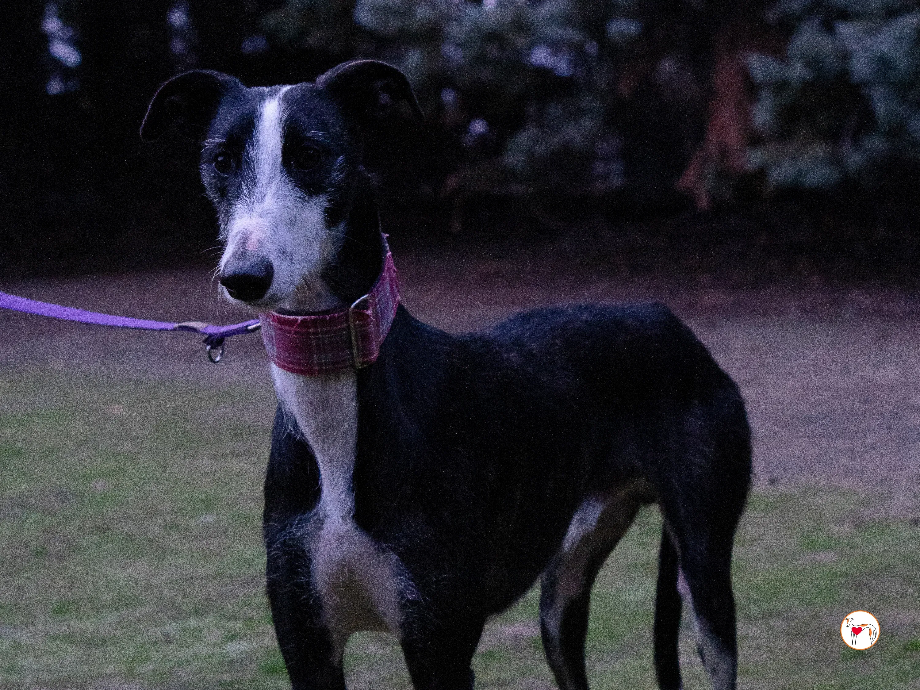 ray galgo adozione 9