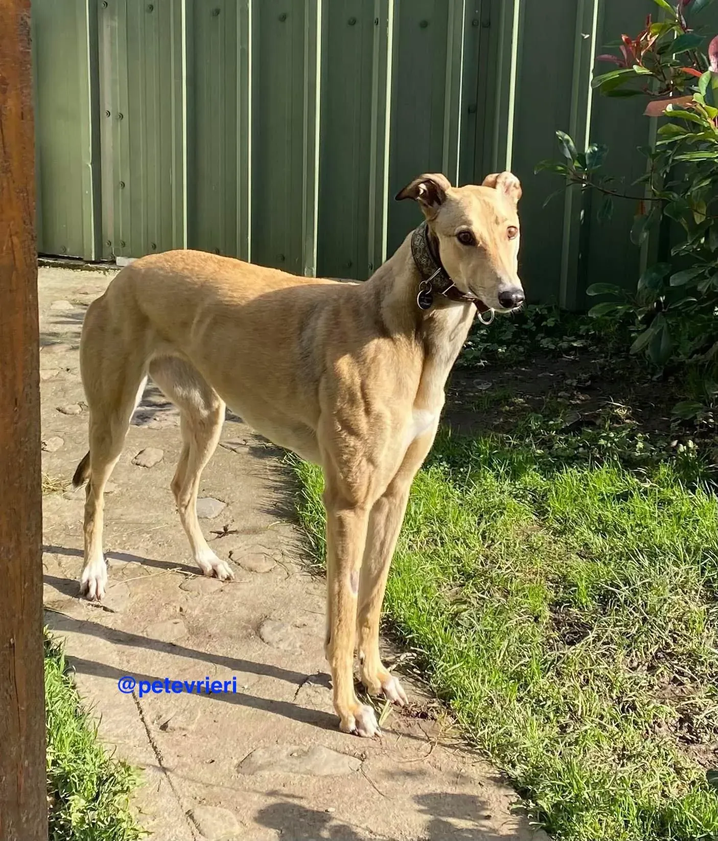 raya adozione greyhound pet levrieri 20