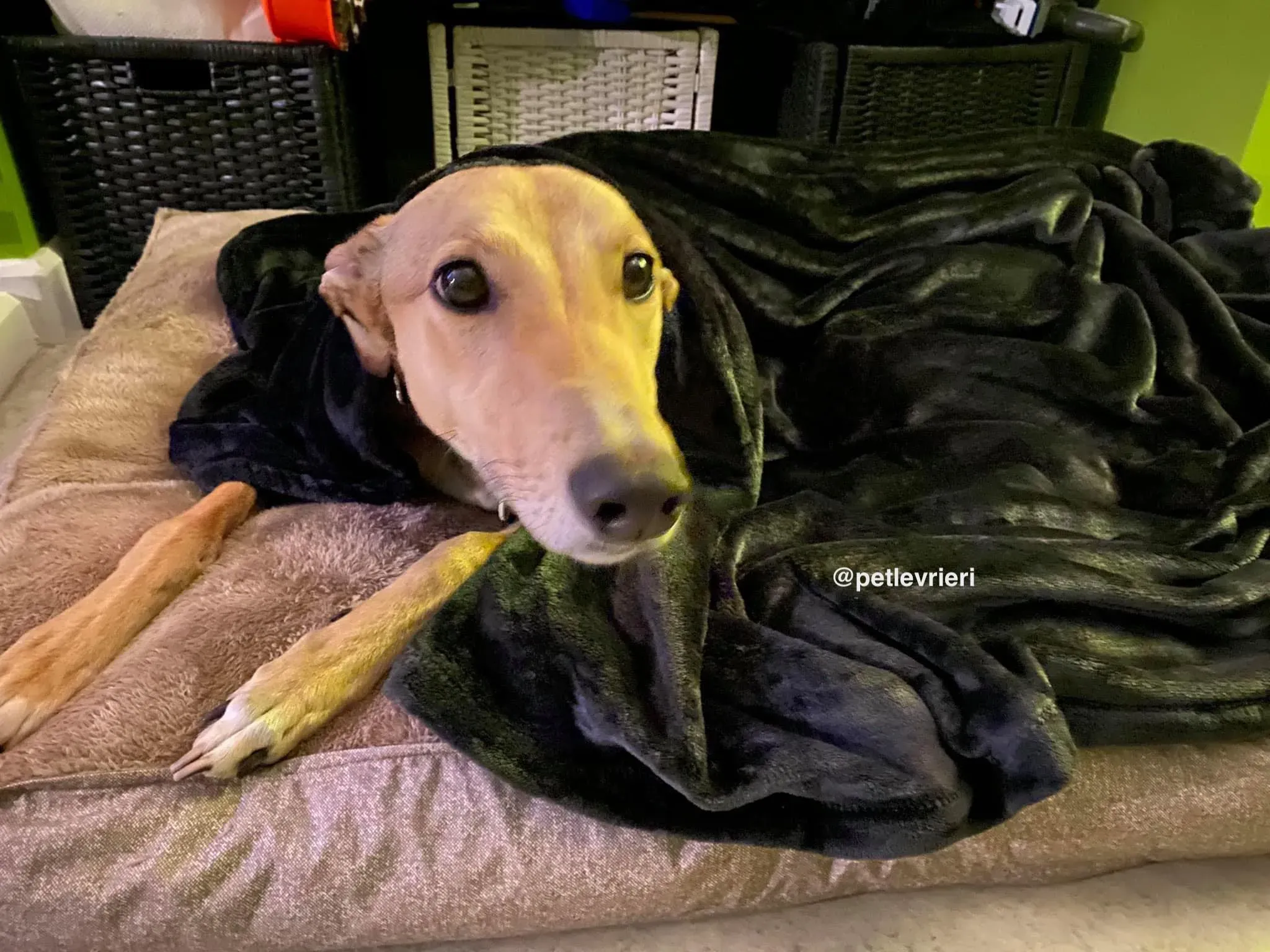 raya adozione greyhound pet levrieri 21