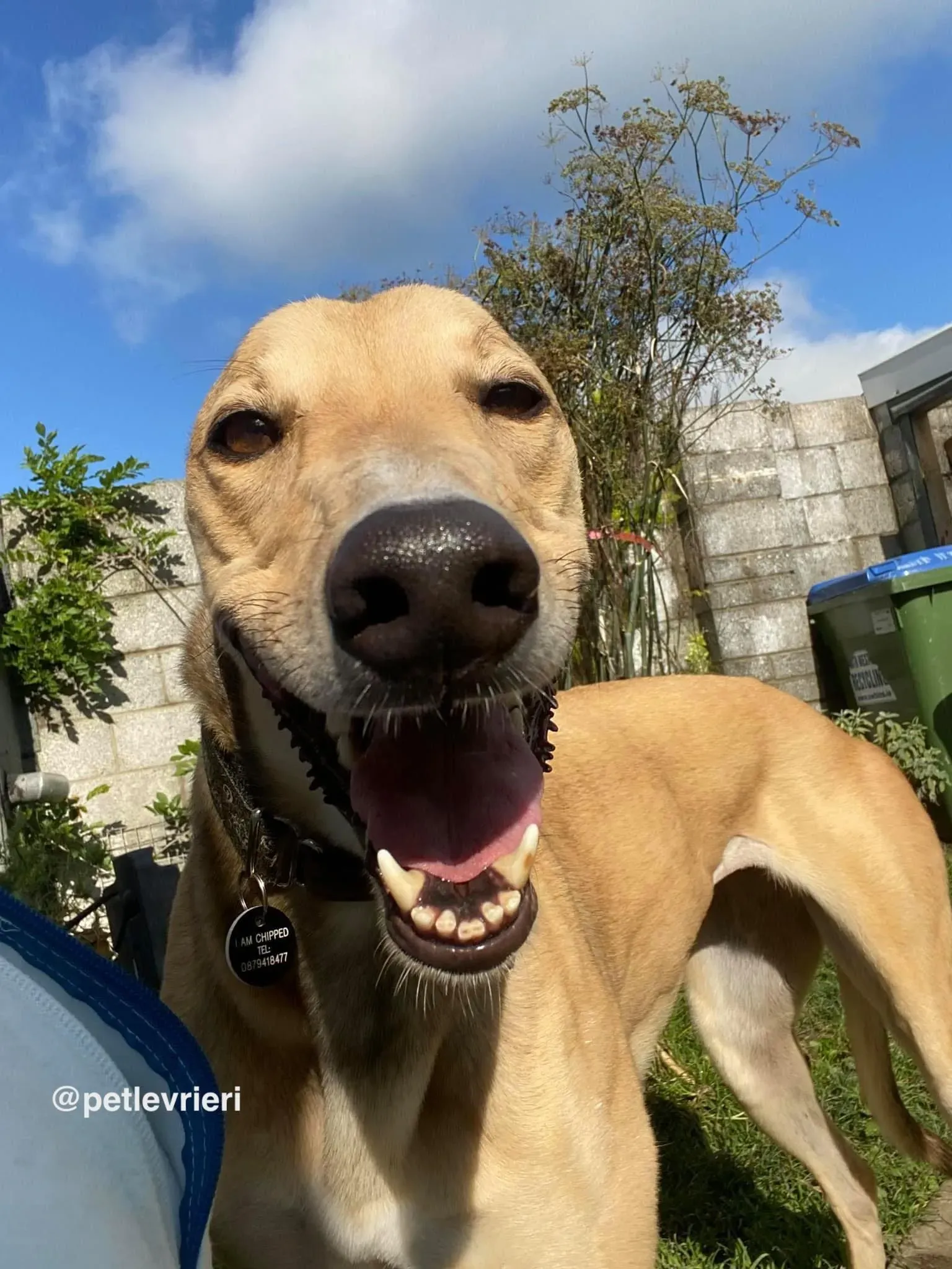 raya adozione greyhound pet levrieri 22