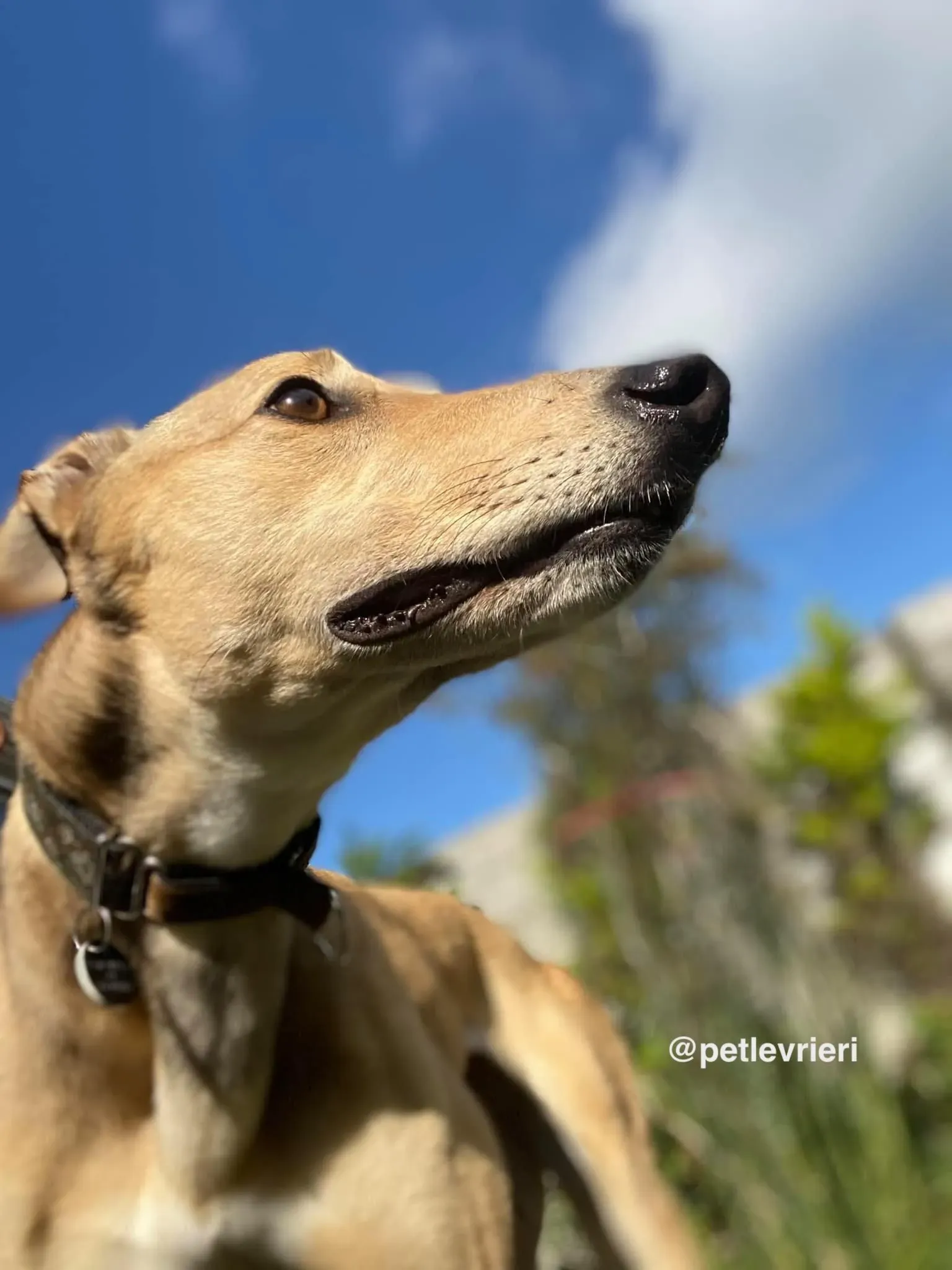 raya adozione greyhound pet levrieri 23