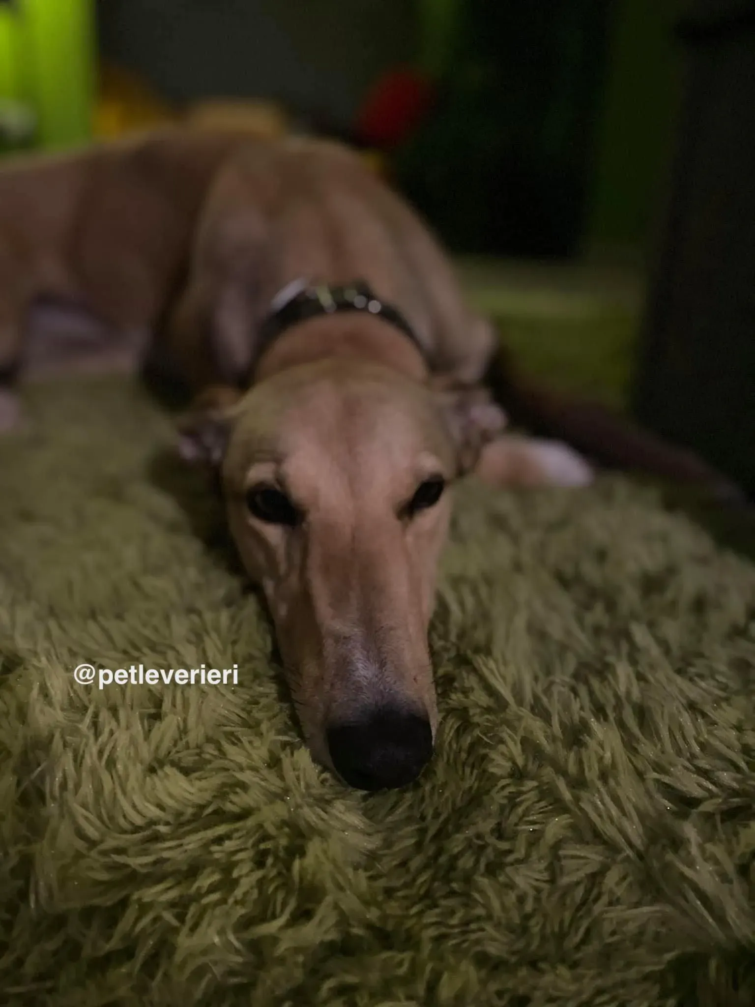 raya adozione greyhound pet levrieri 24