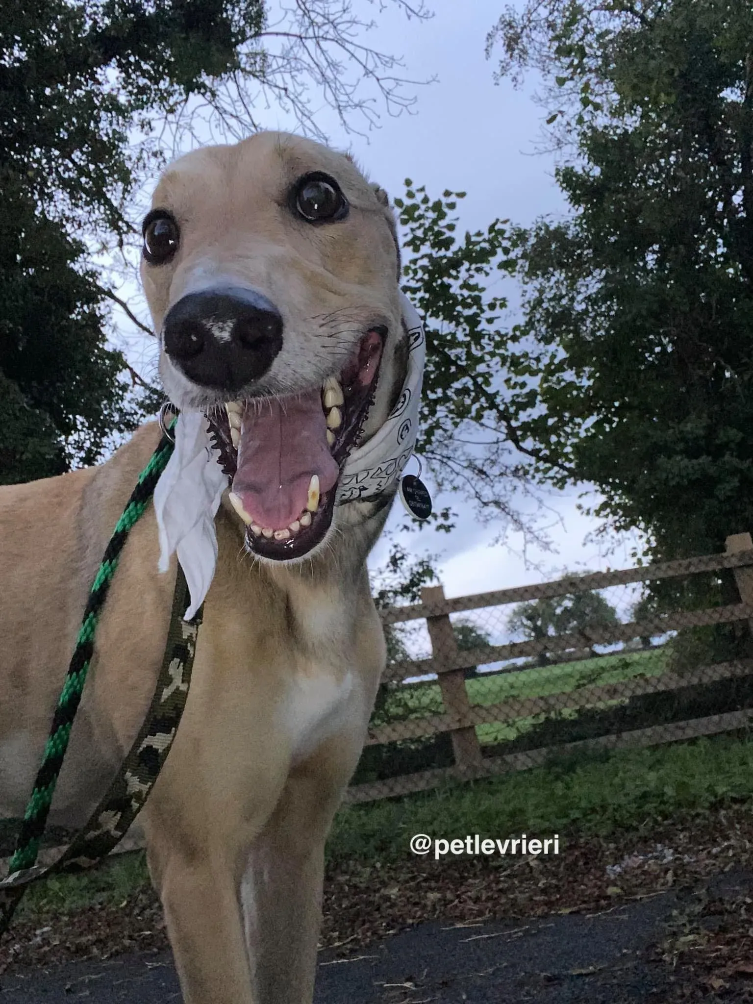 raya adozione greyhound pet levrieri 25