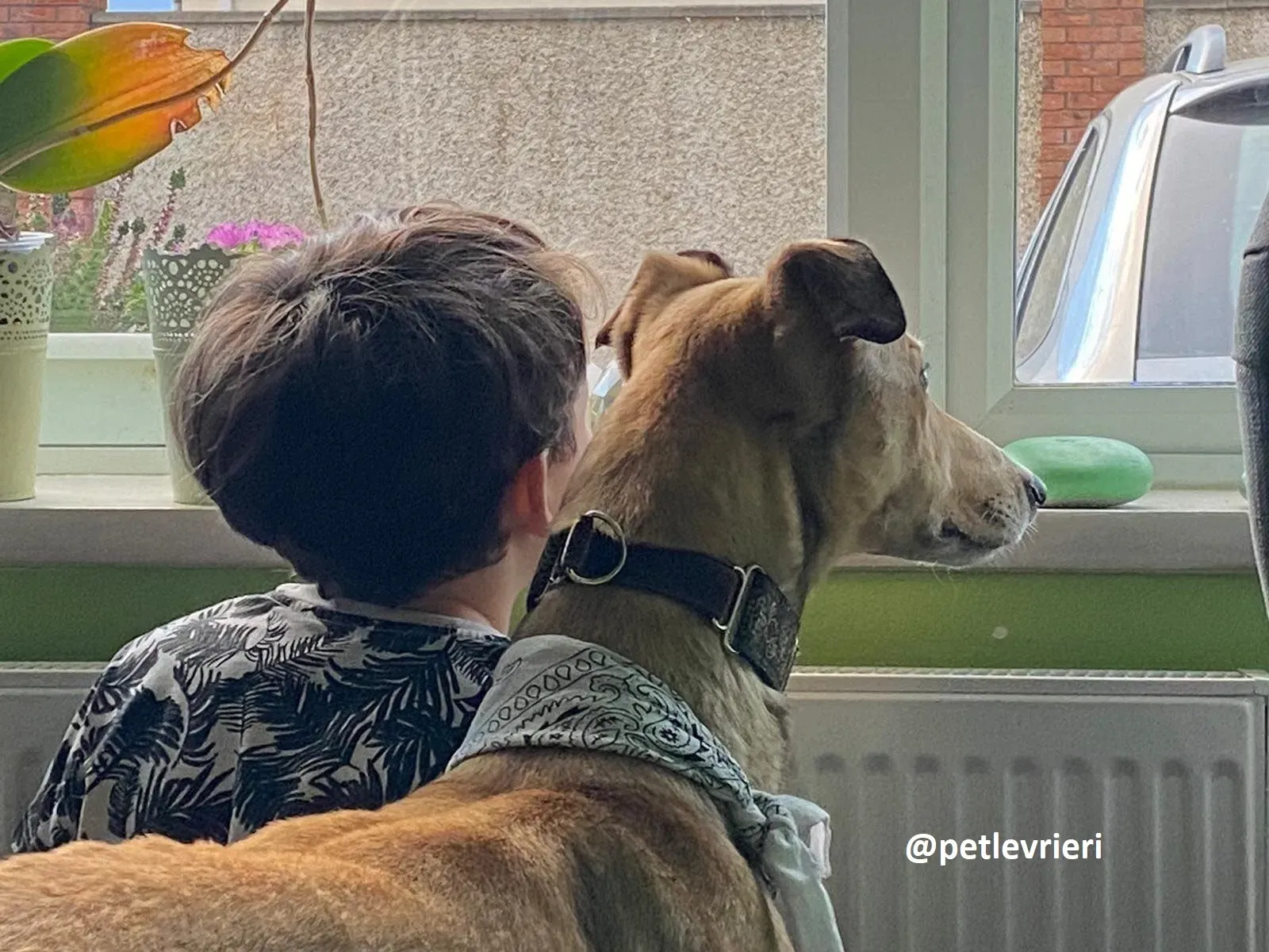 raya adozione greyhound pet levrieri 26