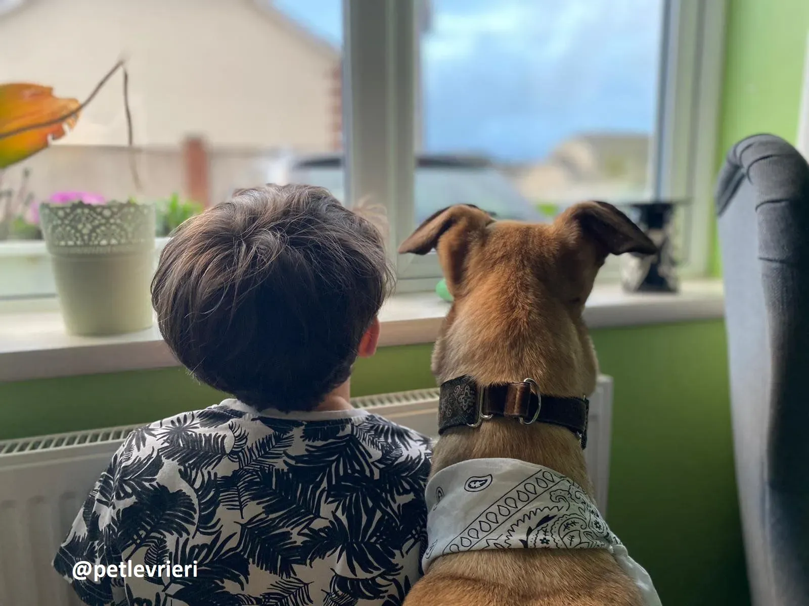 raya adozione greyhound pet levrieri 27