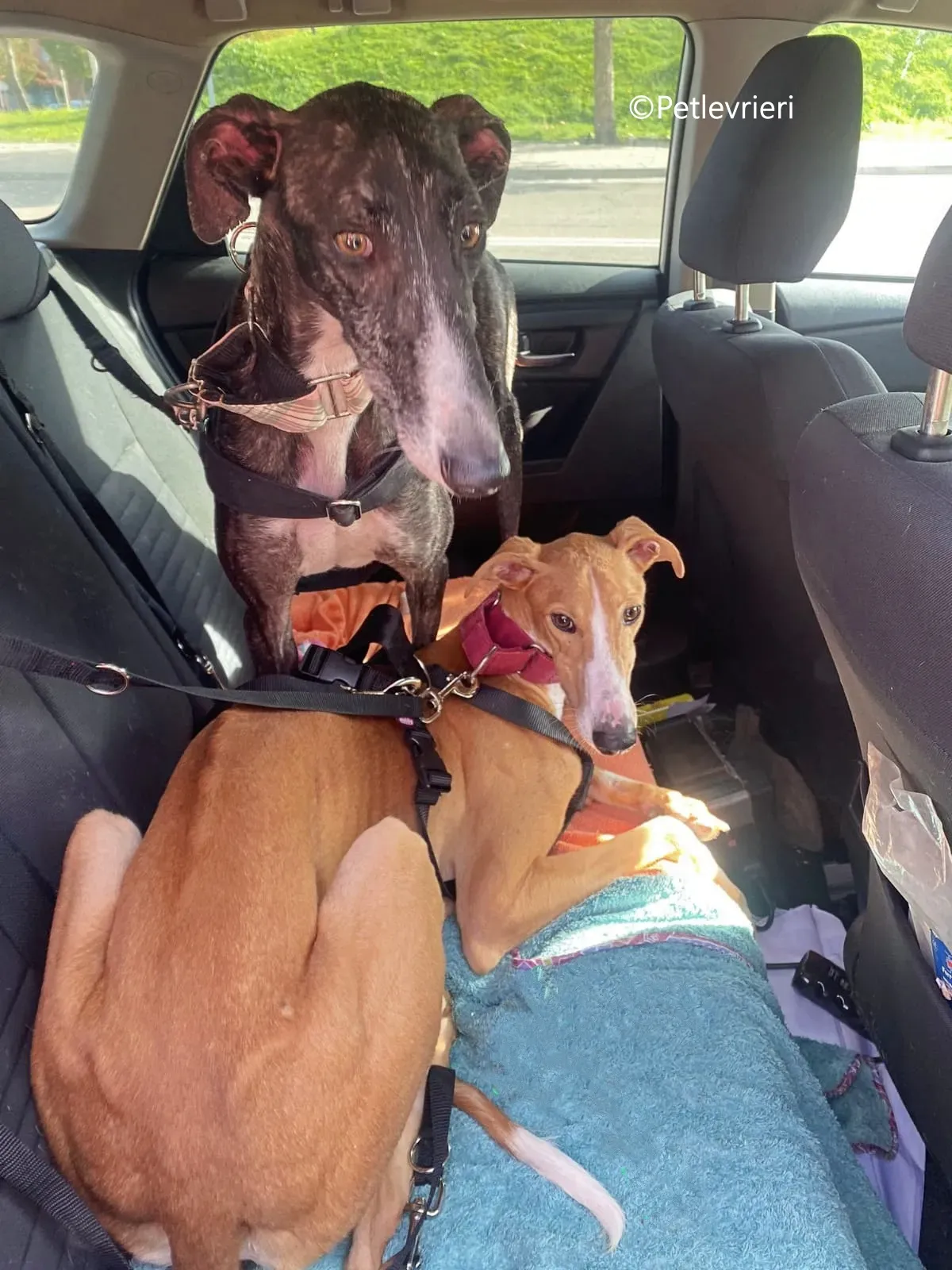 rayco adozione petlevrieri galgo 1