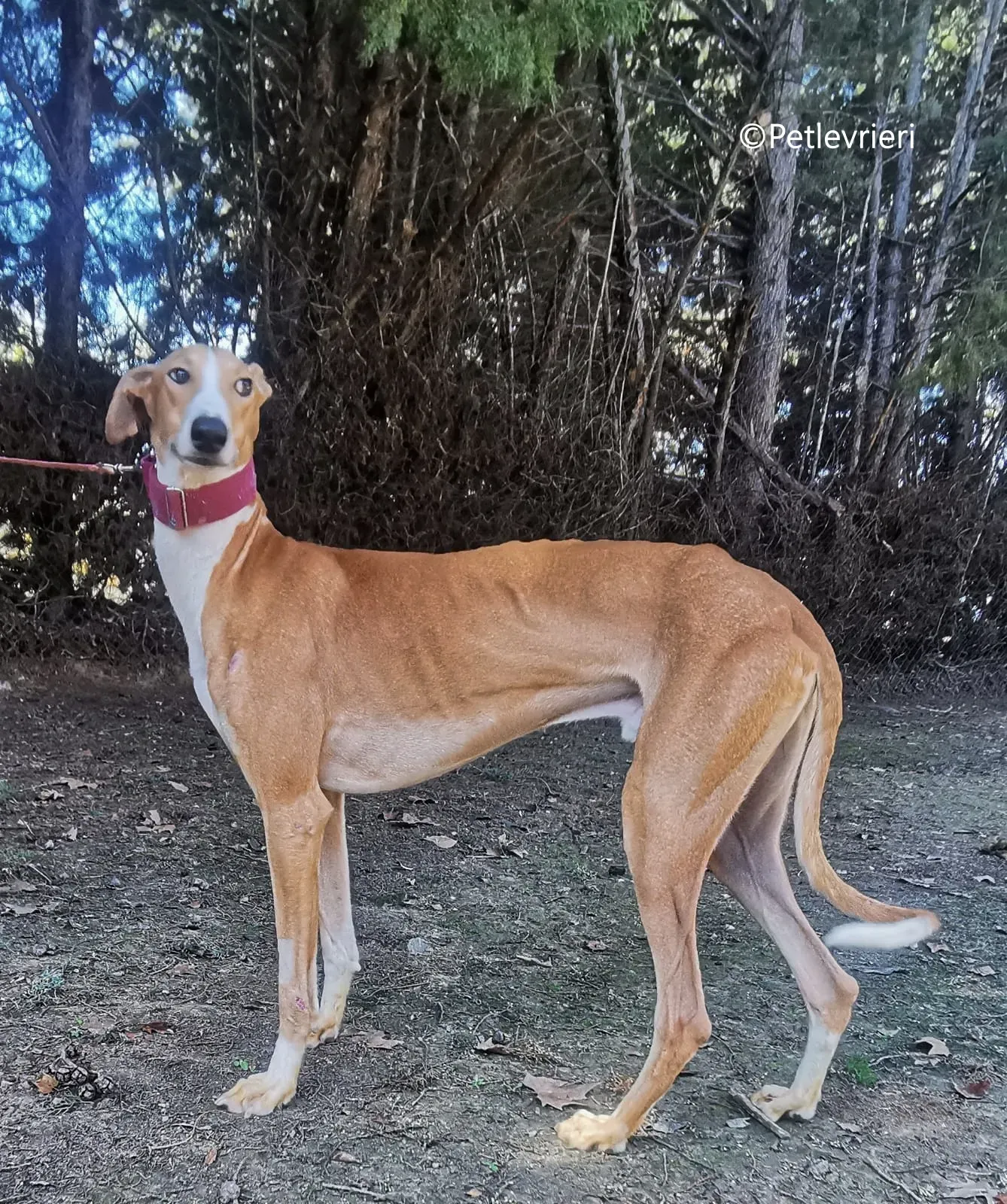 rayco adozione petlevrieri galgo 2