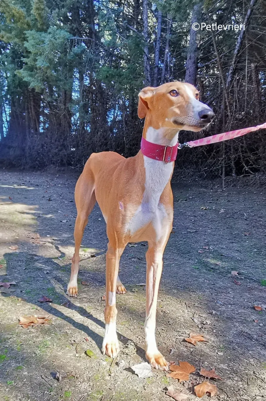 rayco adozione petlevrieri galgo 3