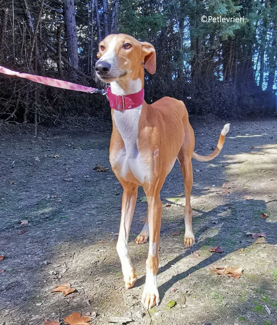 rayco adozione petlevrieri galgo 4