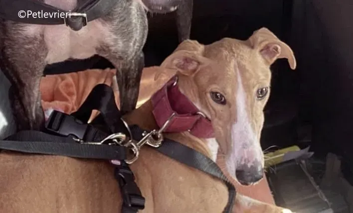 rayco adozione petlevrieri galgo 5 e1702380148391