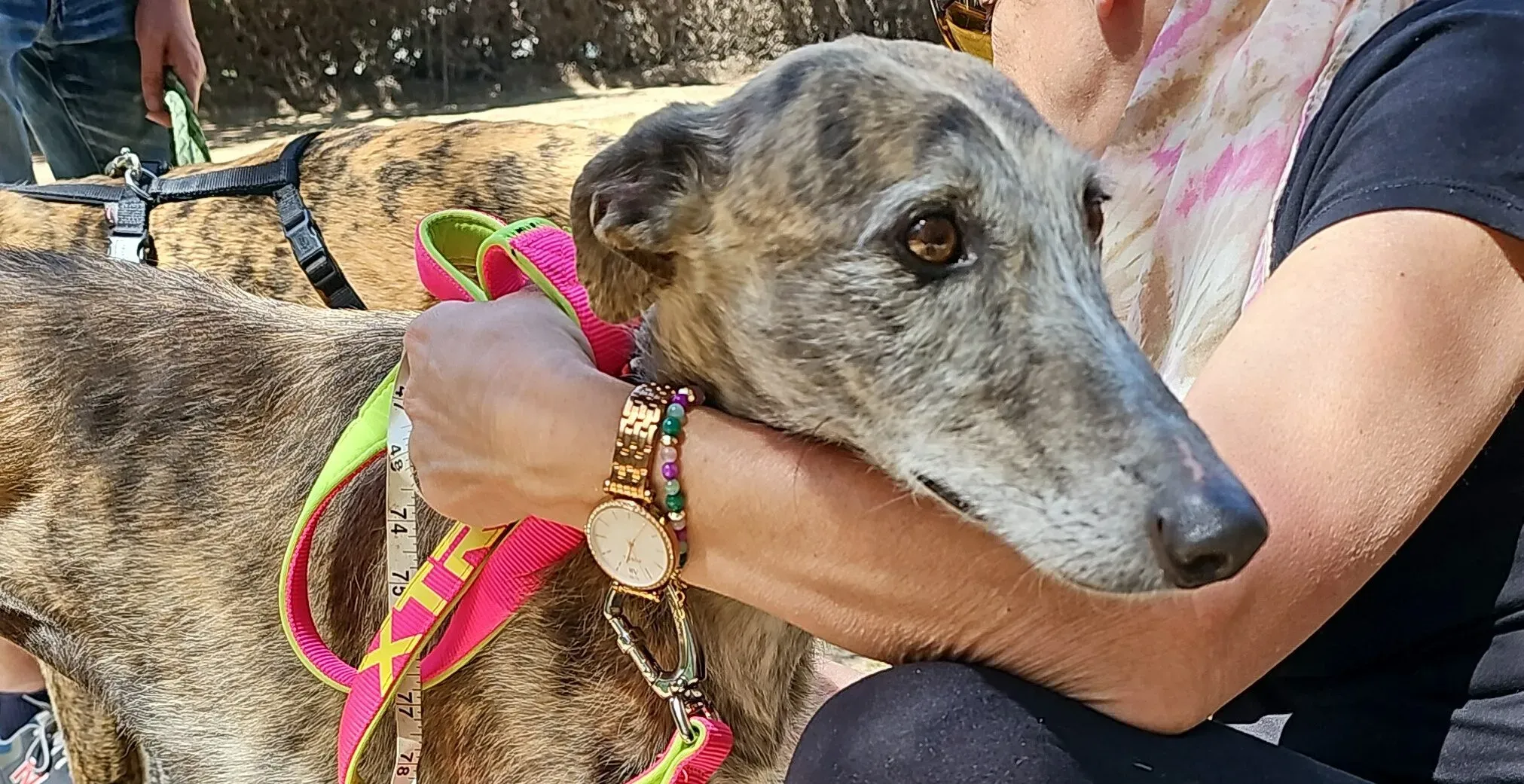 rayita galgo 01 e1714506487912