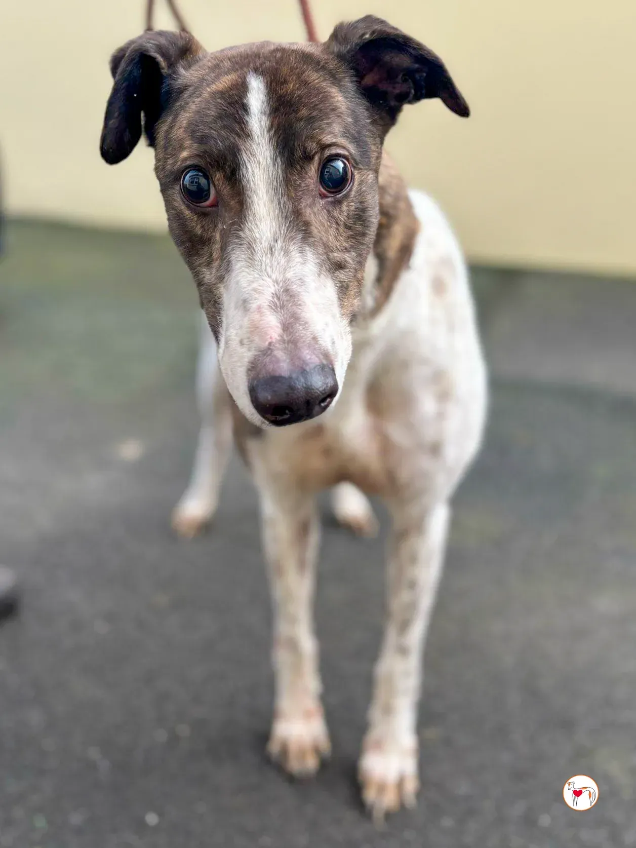 raymie grey adozione 01