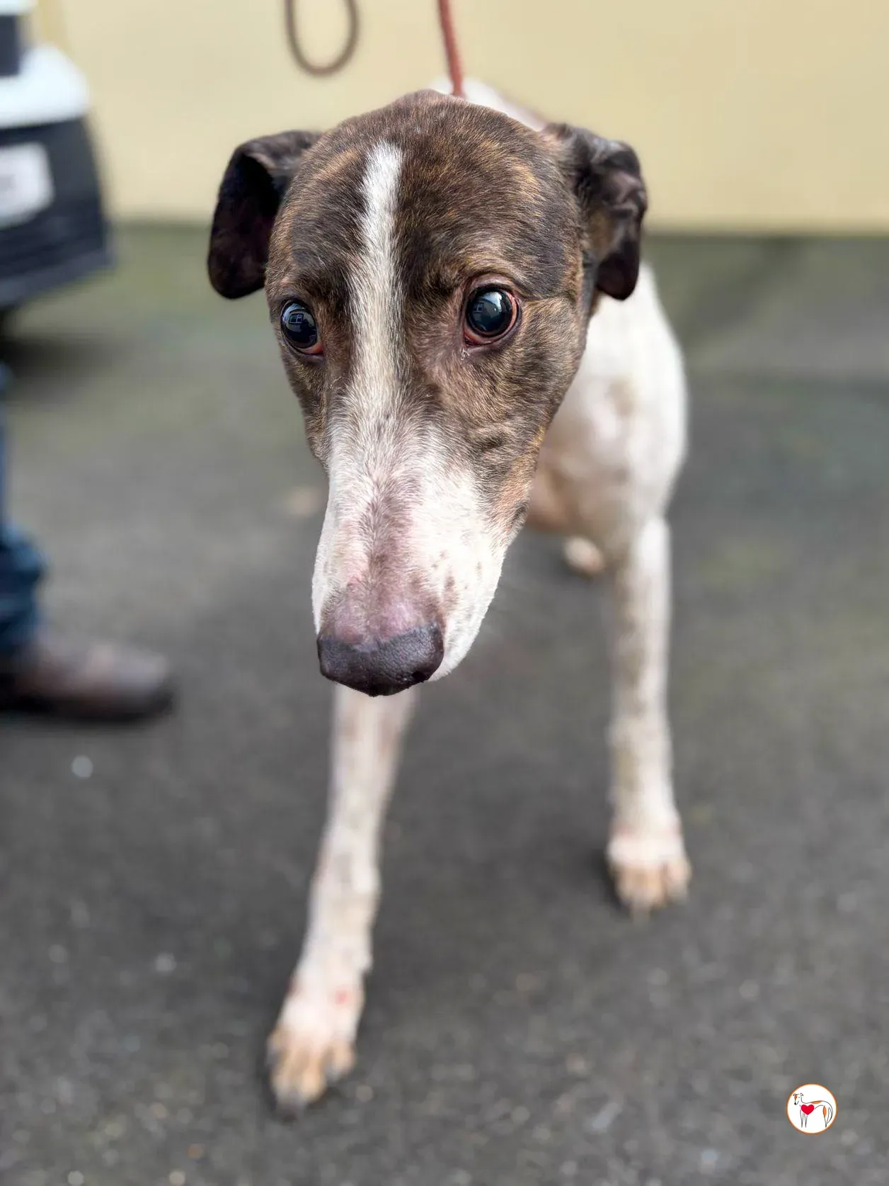 raymie grey adozione 02