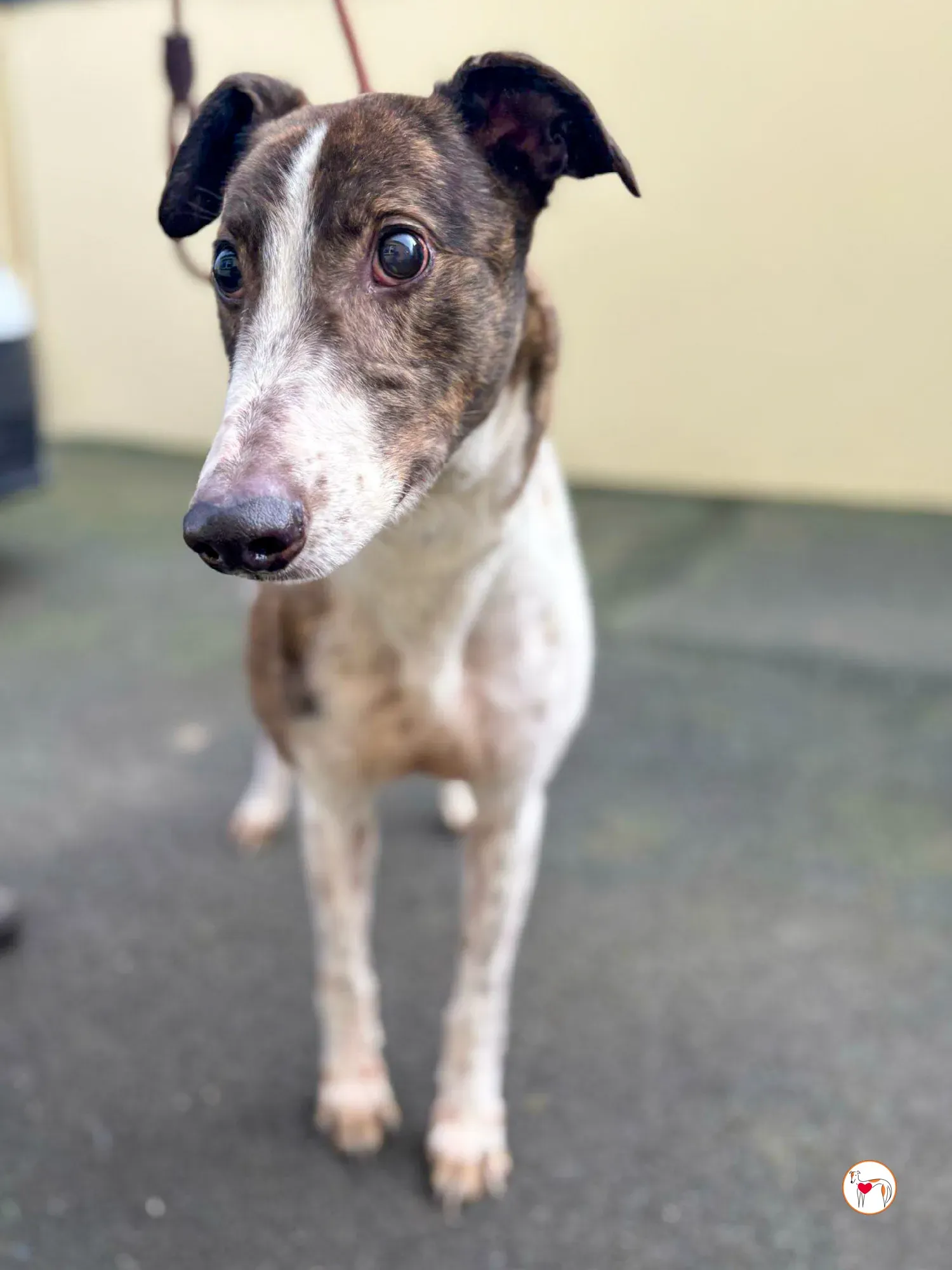 raymie grey adozione 03