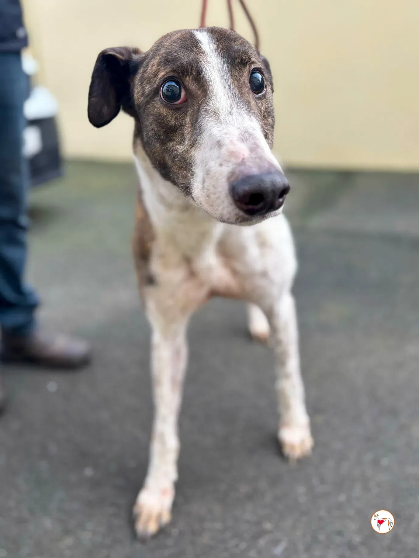 raymie grey adozione 04