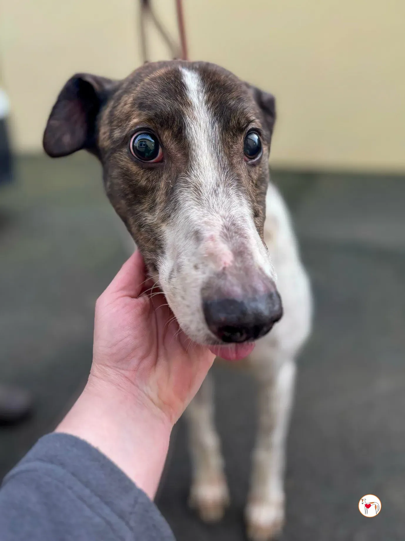 raymie grey adozione 05