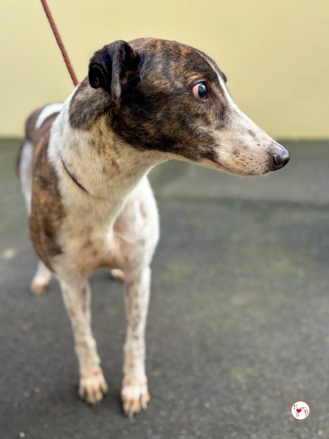 raymie grey adozione 06