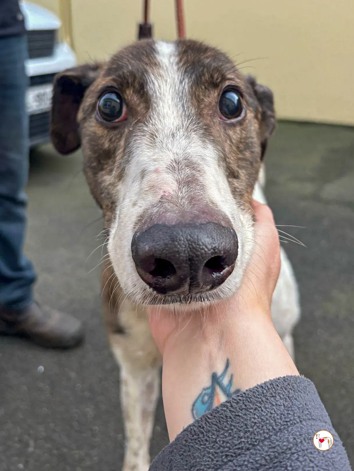 raymie grey adozione 07