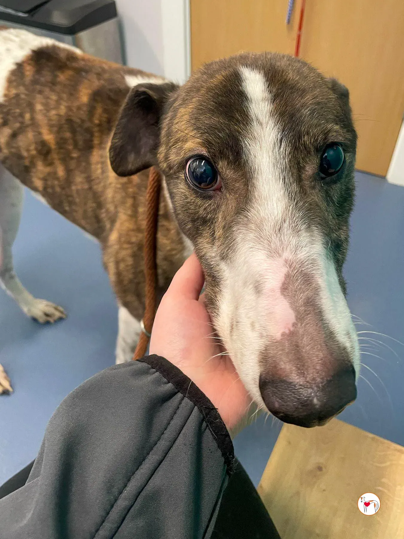 raymie grey adozione 08