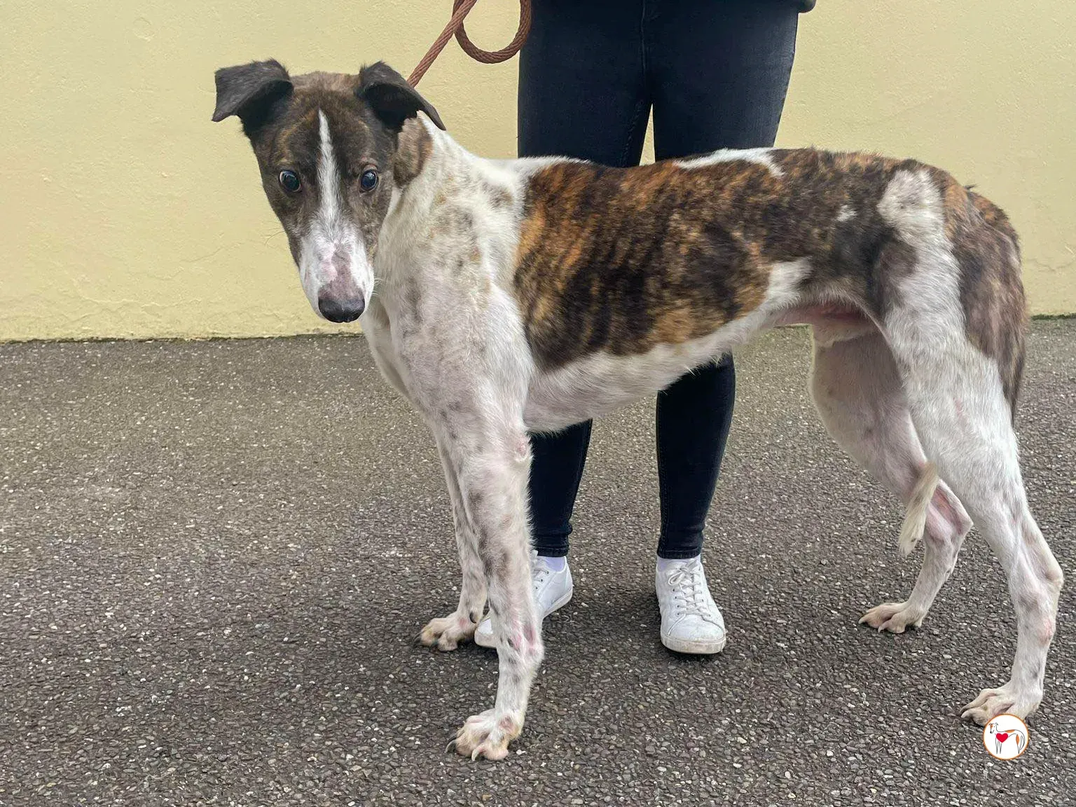 raymie grey adozione 09