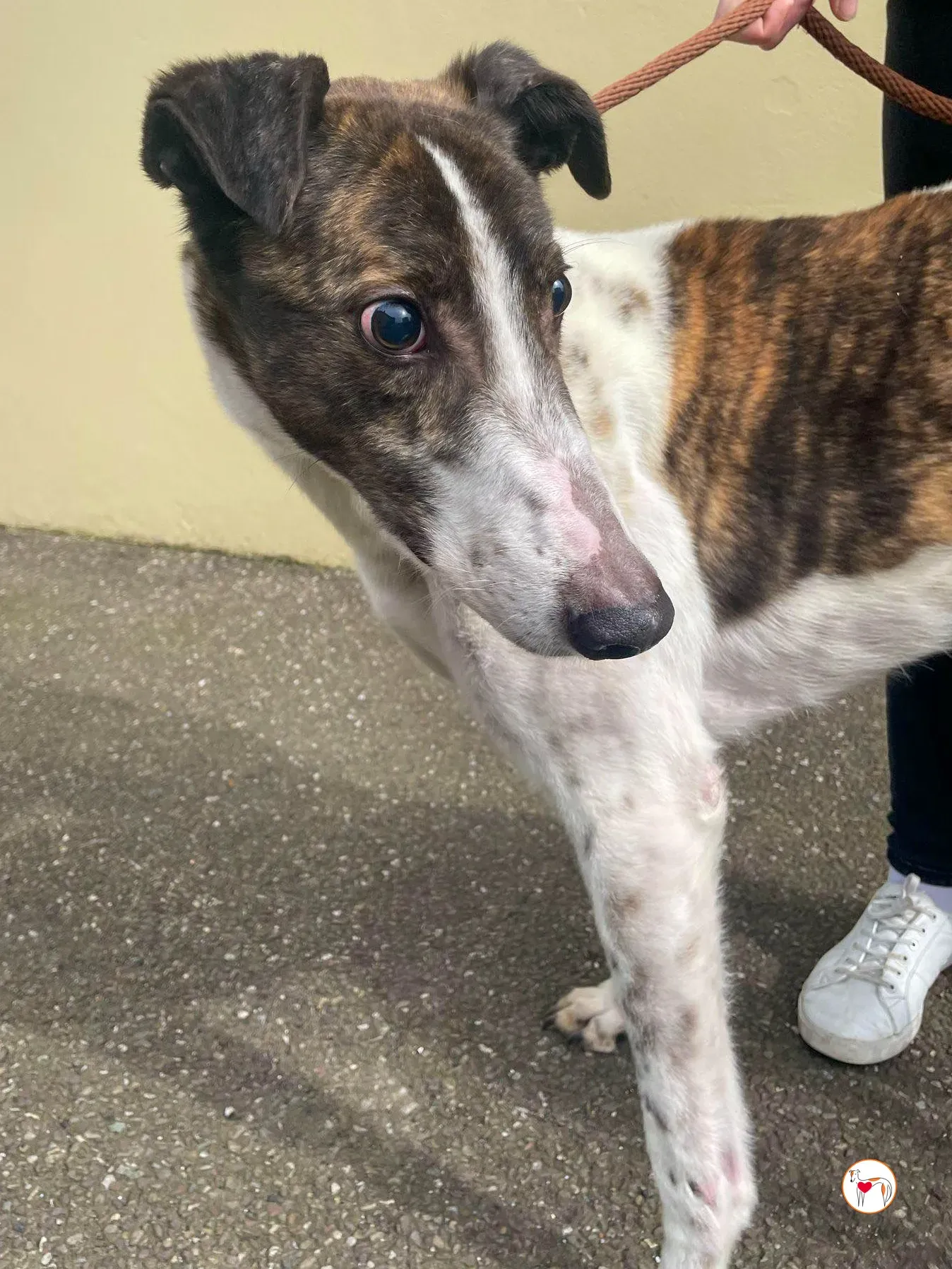 raymie grey adozione 10