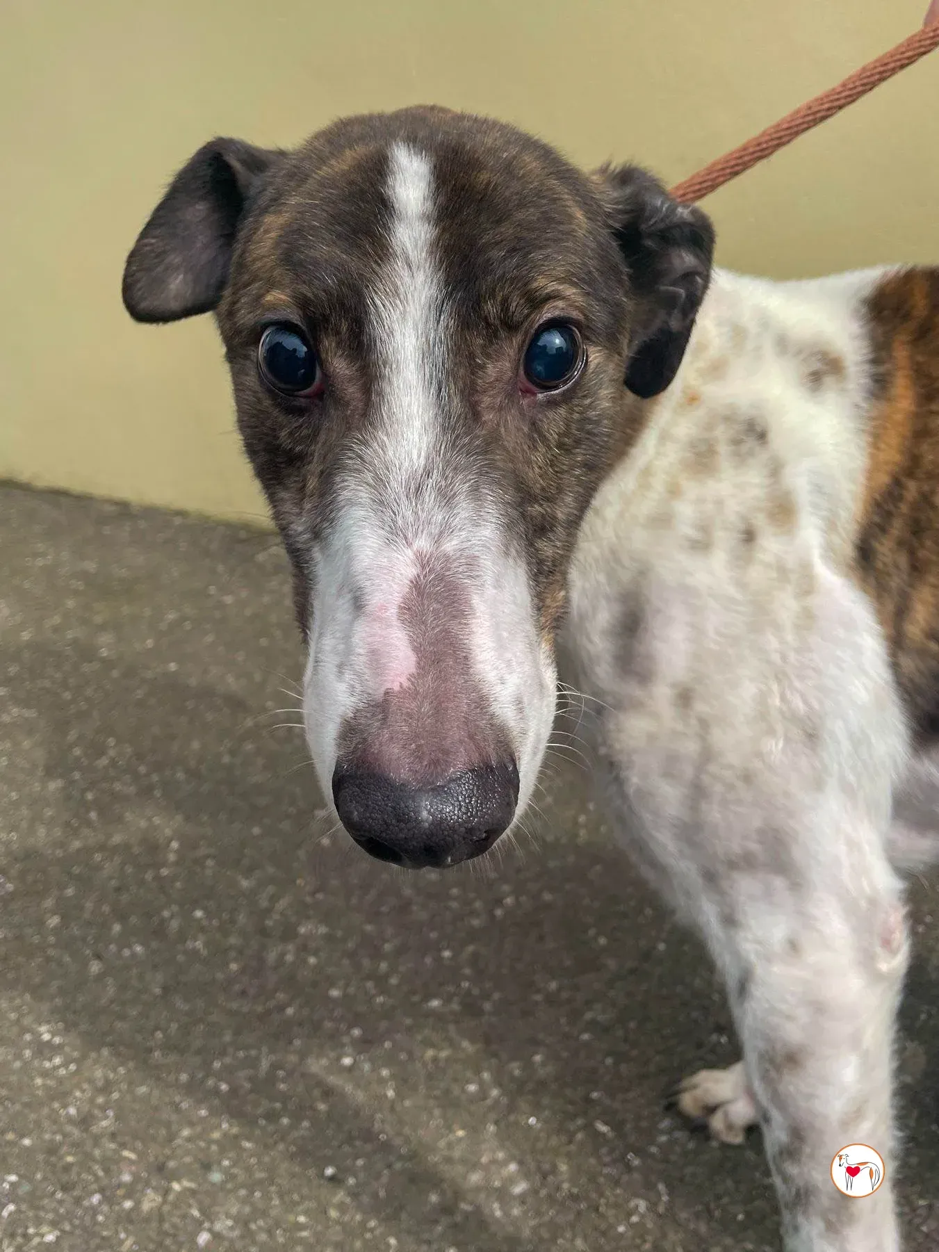 raymie grey adozione 11