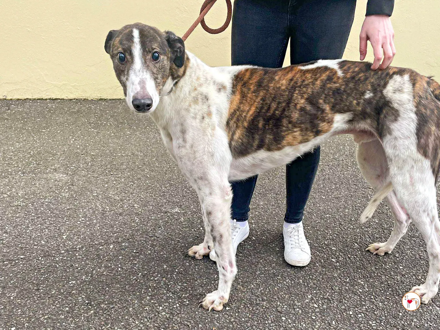 raymie grey adozione 12