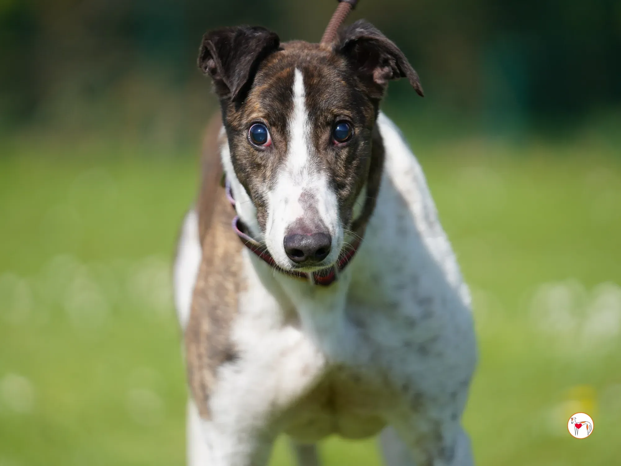 raymie grey adozione 13