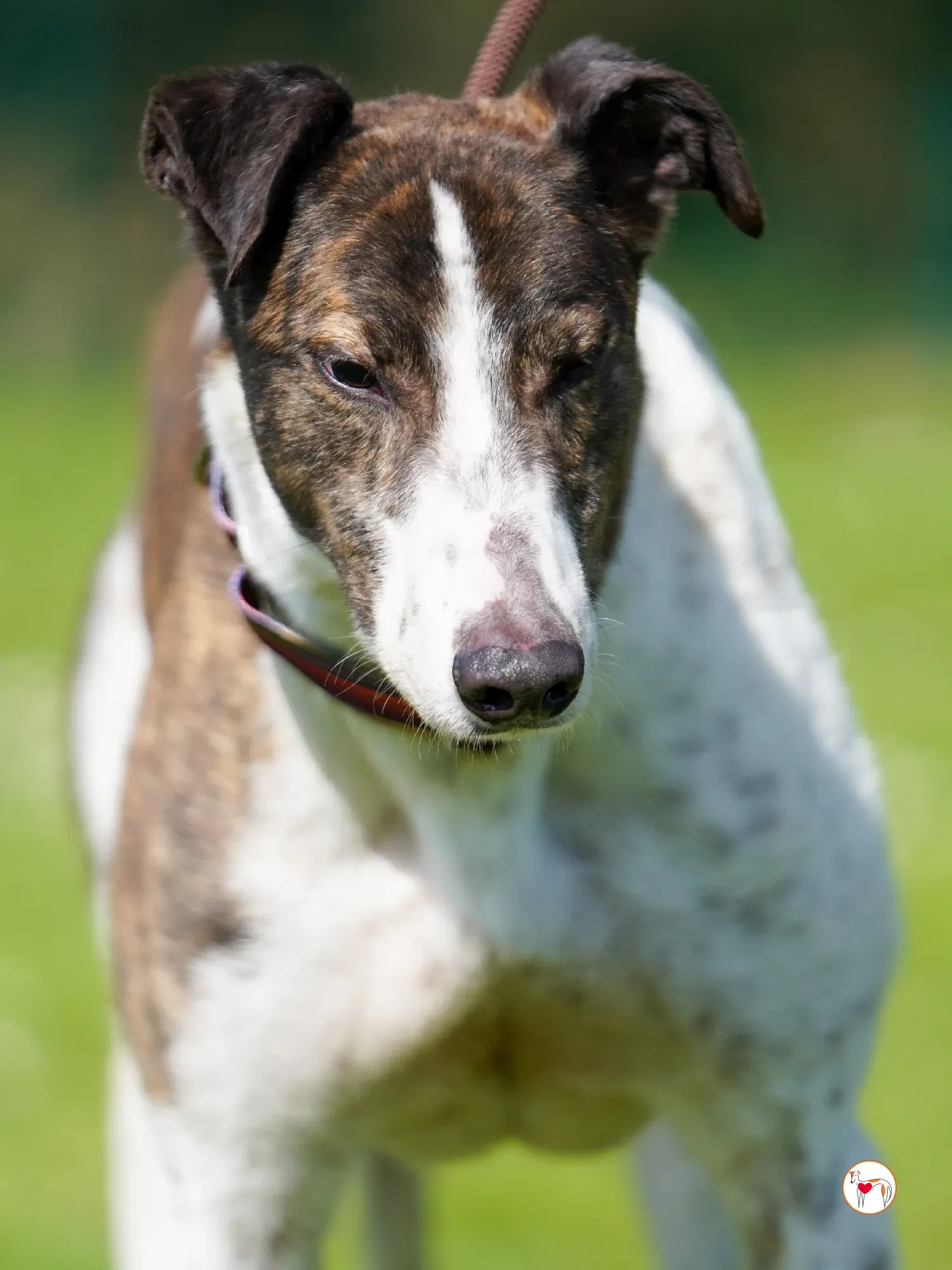 raymie grey adozione 14