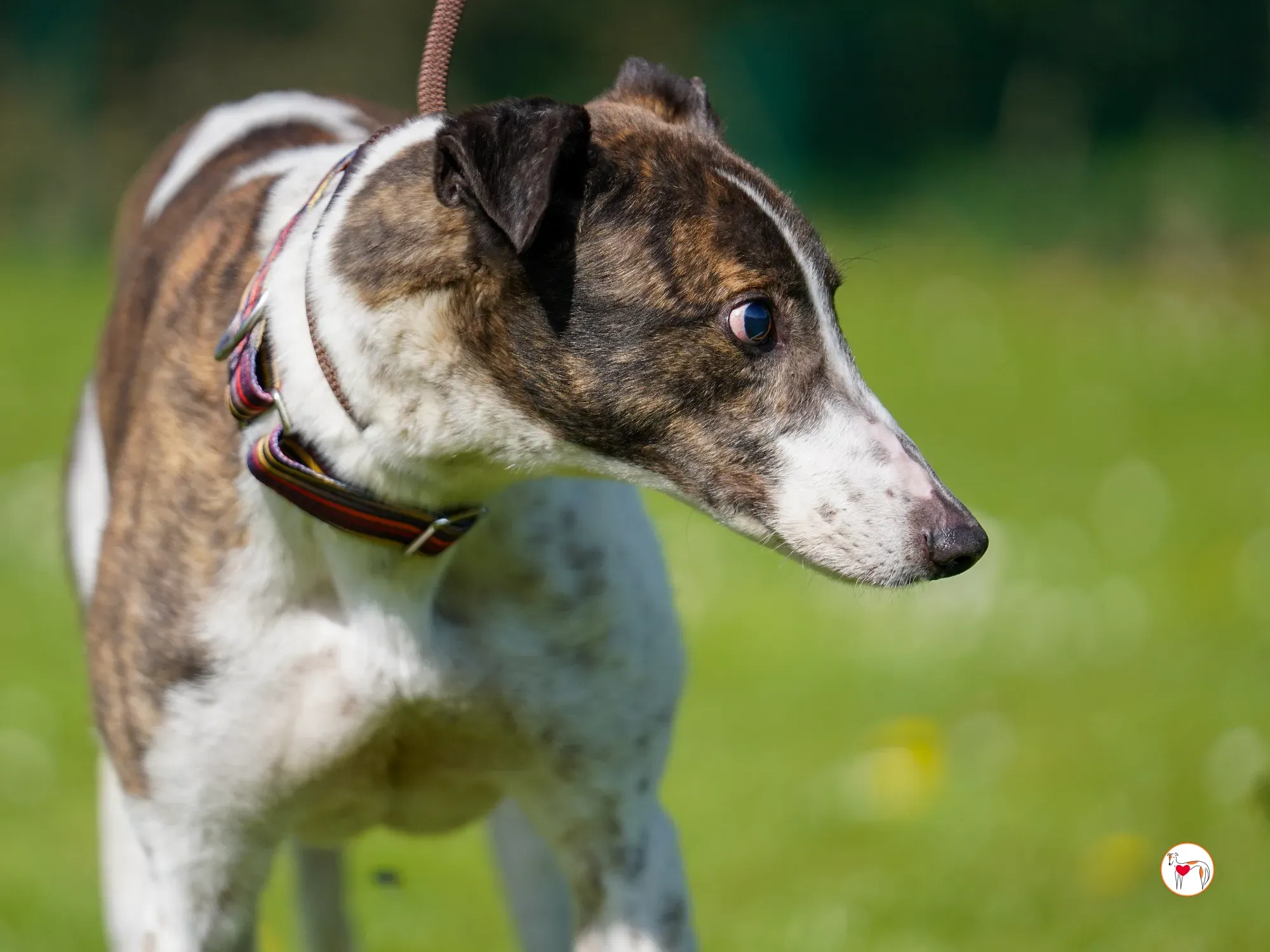 raymie grey adozione 15