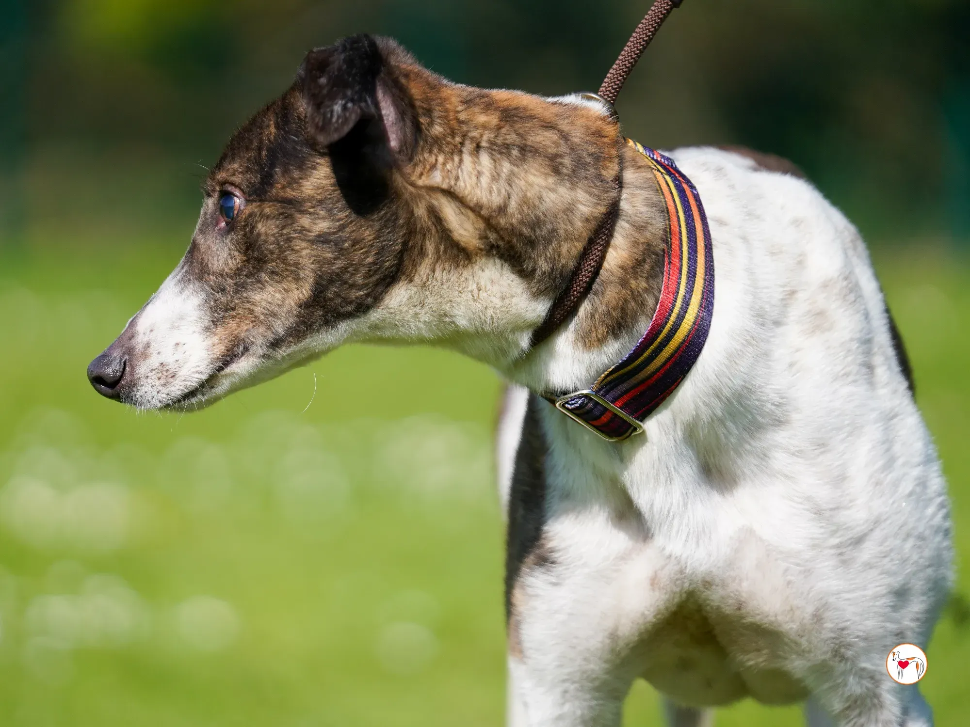 raymie grey adozione 16