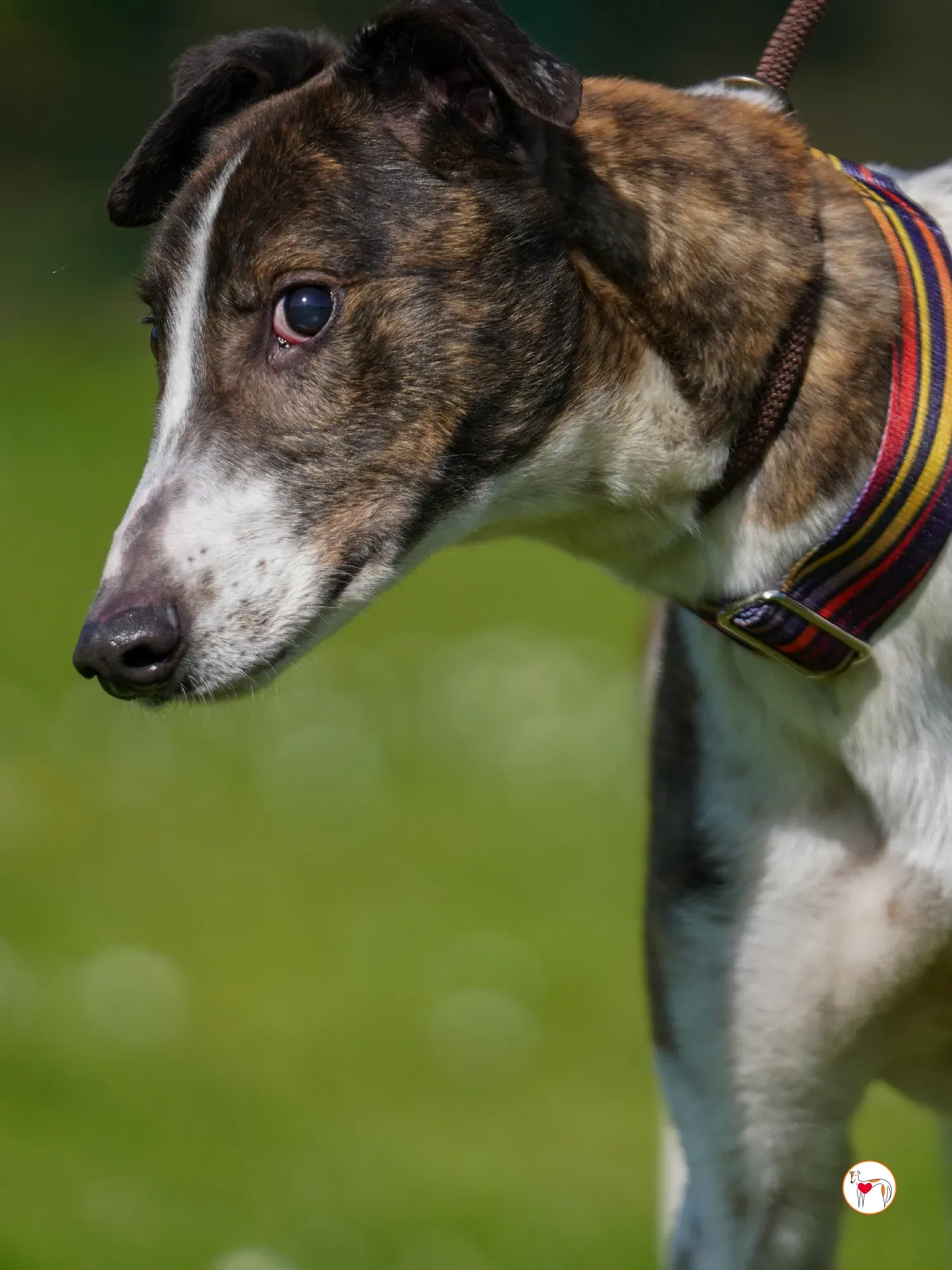 raymie grey adozione 17