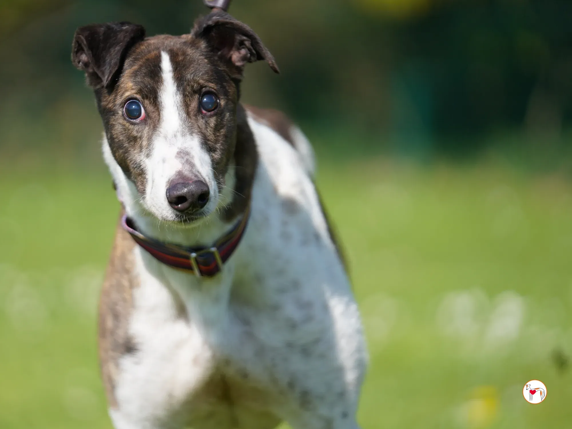 raymie grey adozione 18