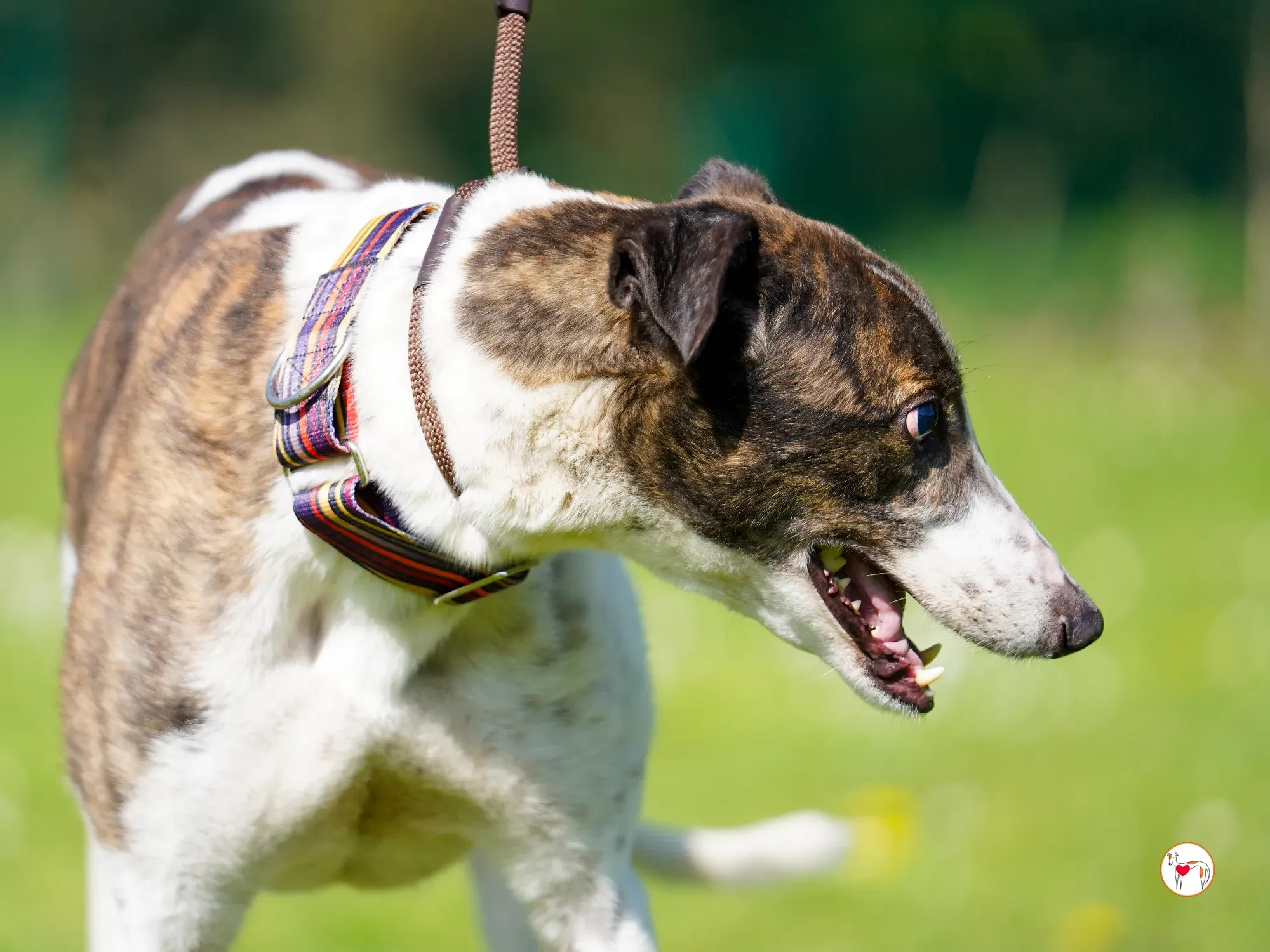 raymie grey adozione 19