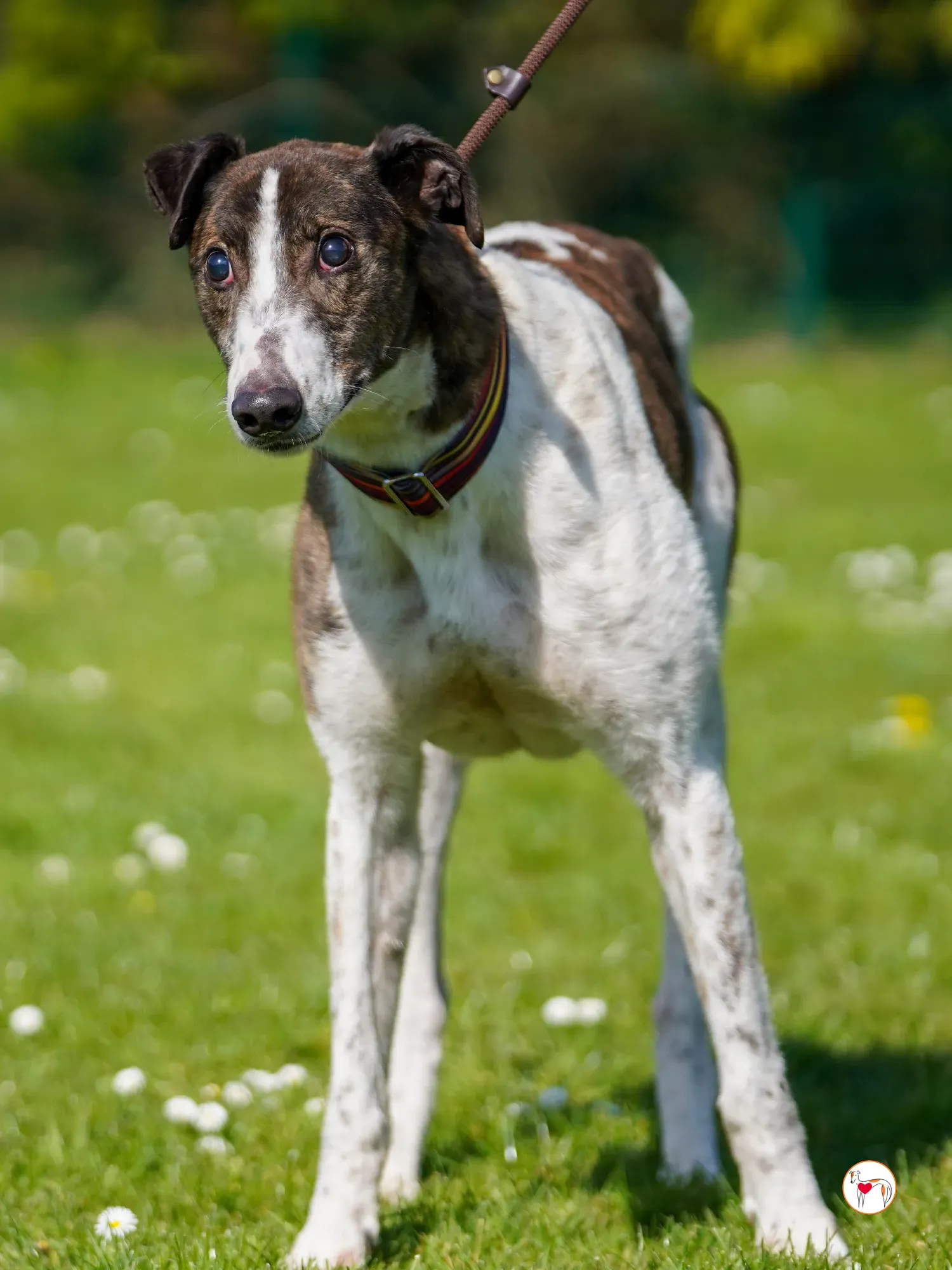 raymie grey adozione 20