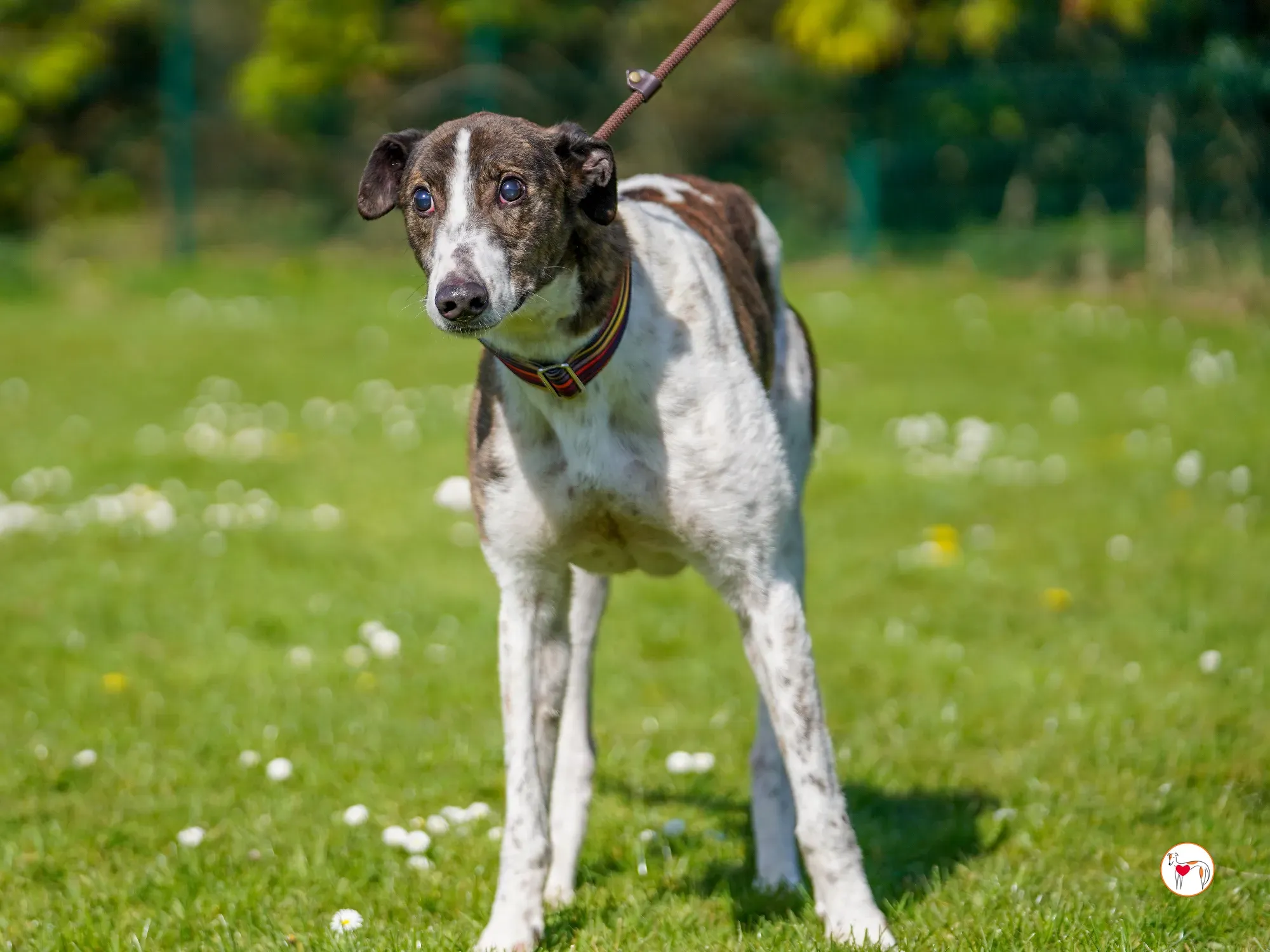 raymie grey adozione 21