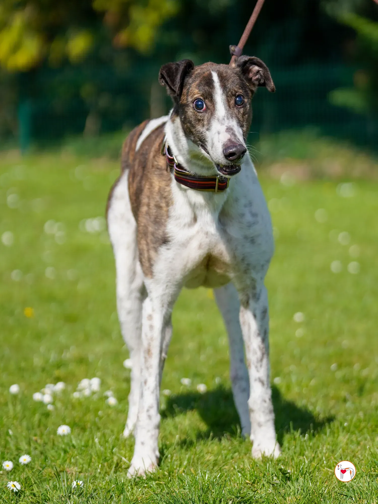 raymie grey adozione 22