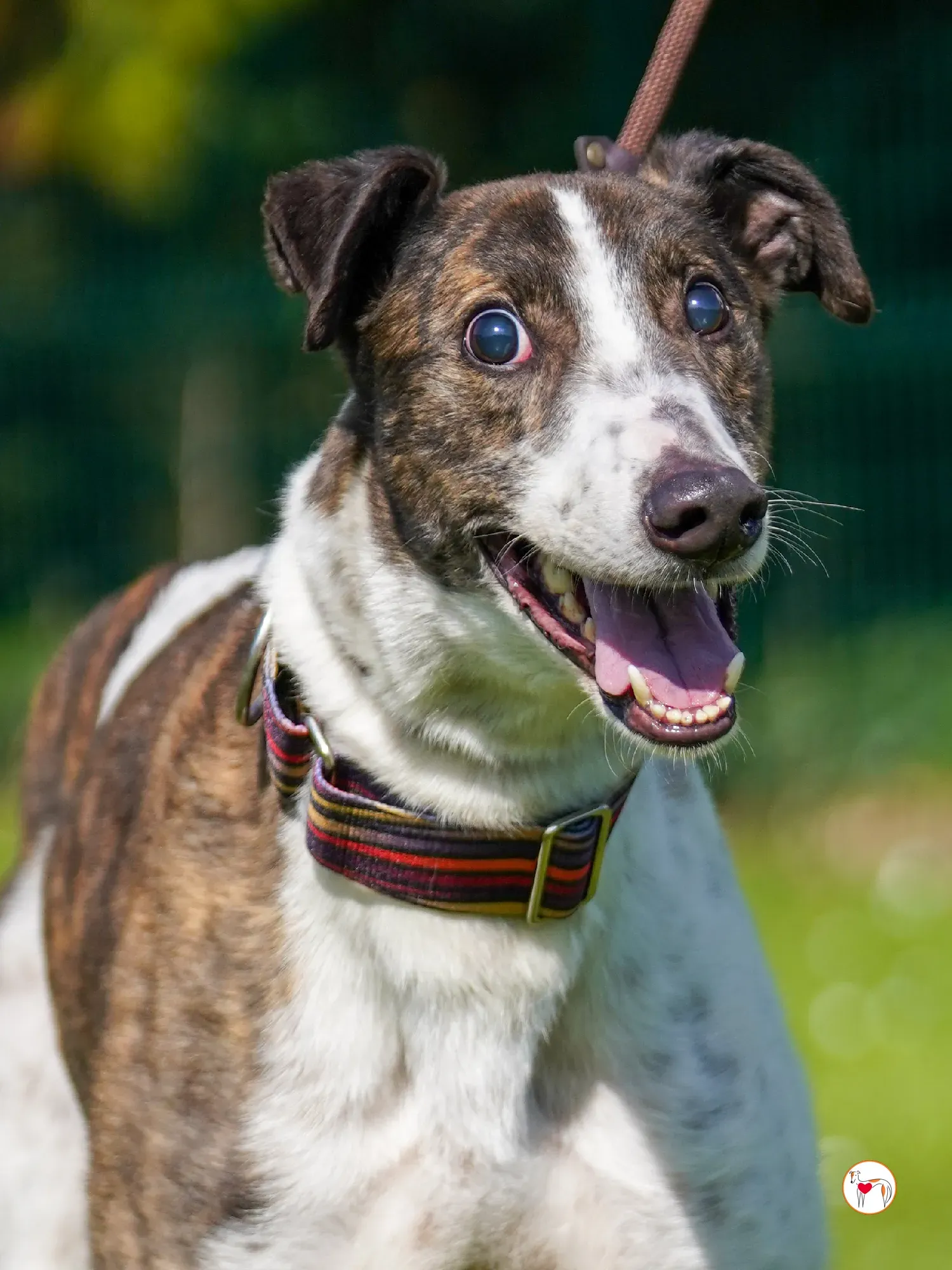 raymie grey adozione 23