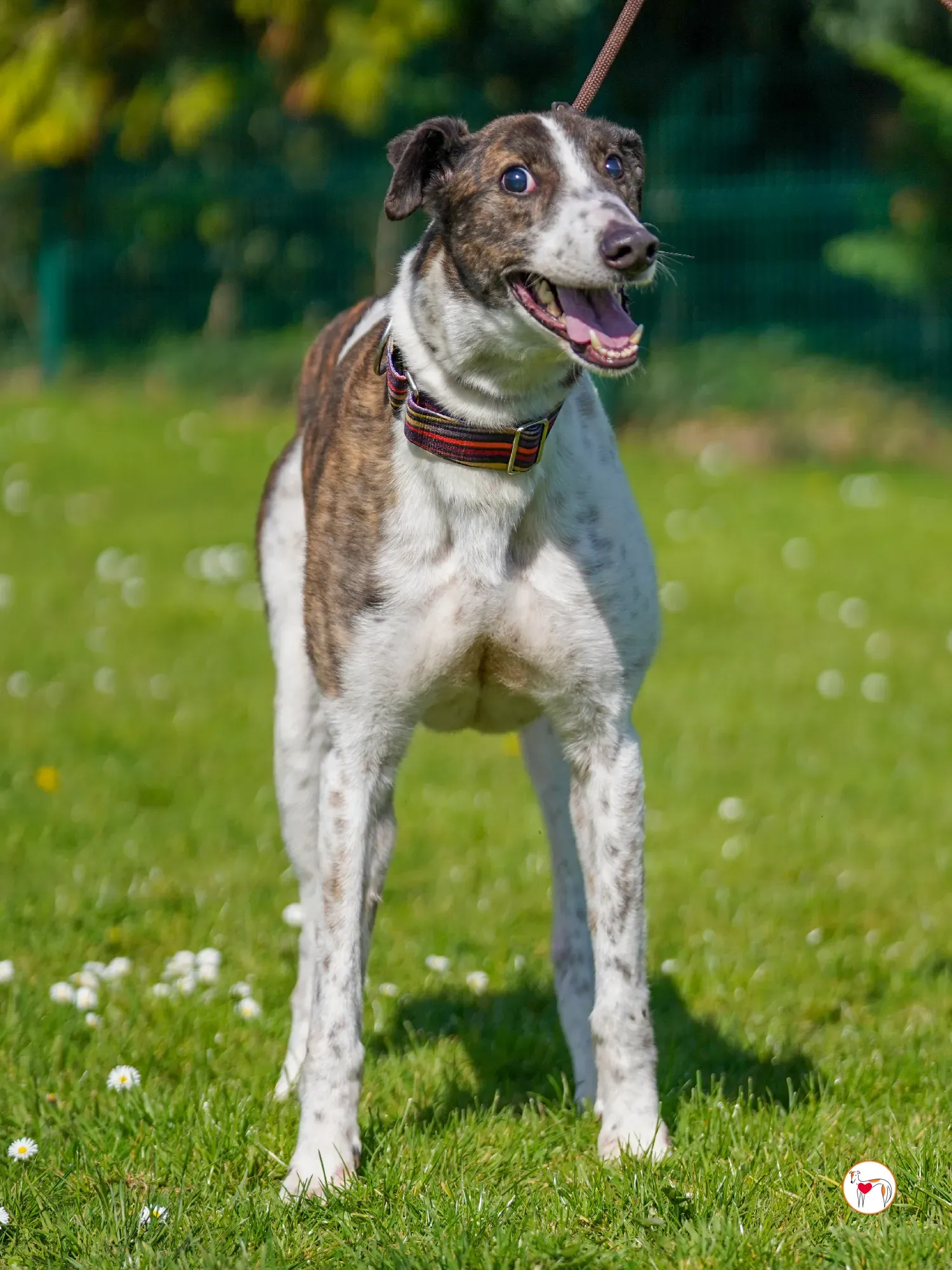 raymie grey adozione 24