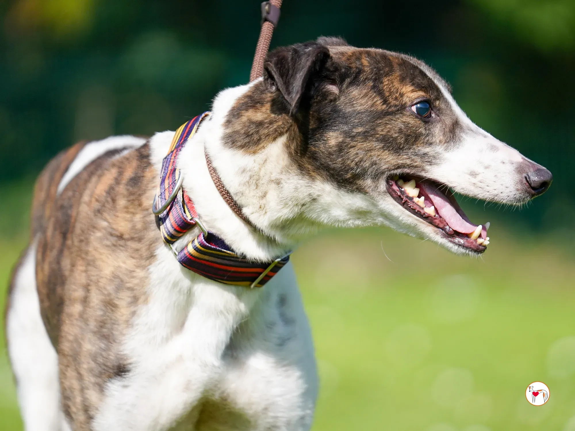 raymie grey adozione 25