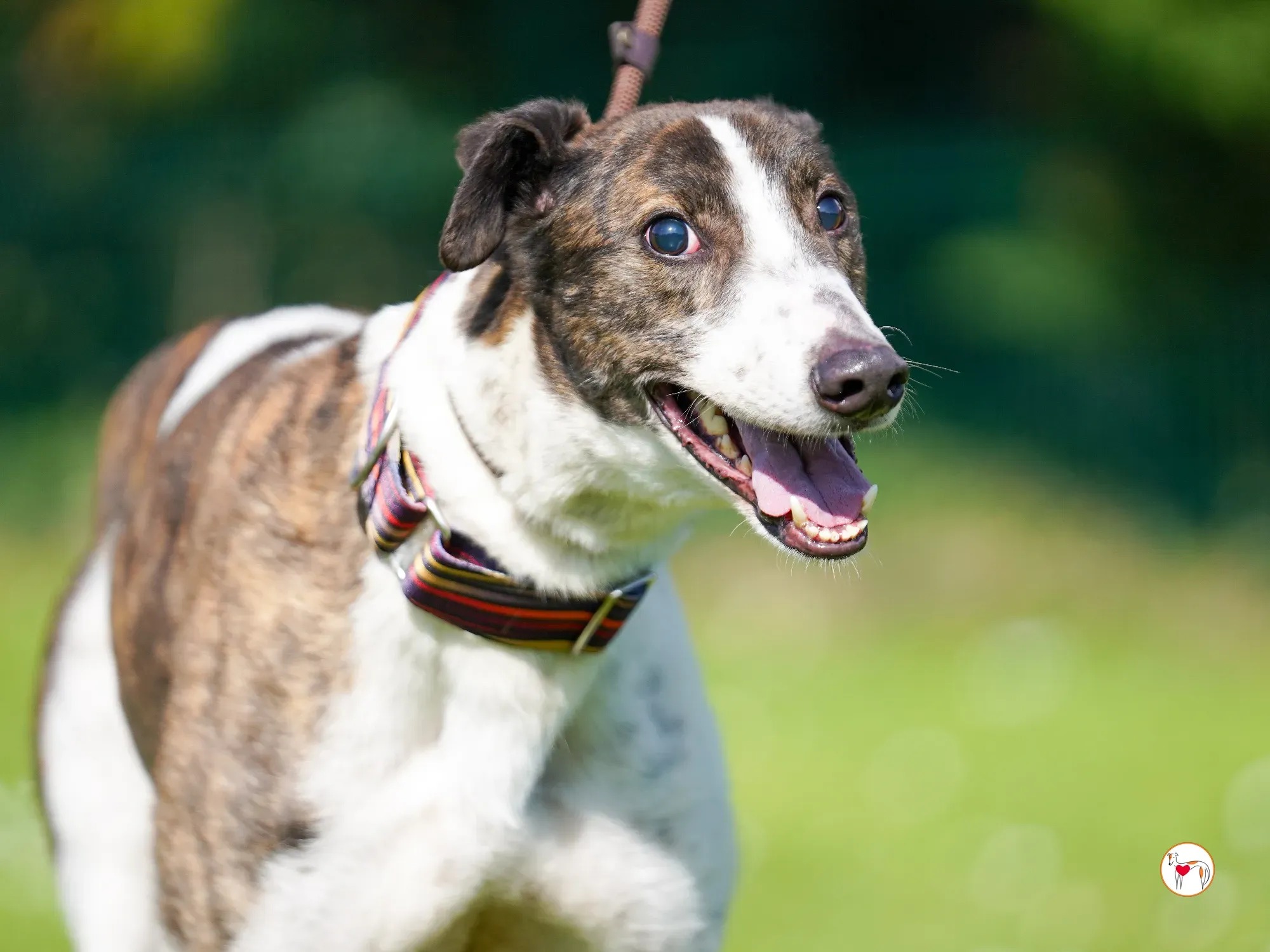 raymie grey adozione 26