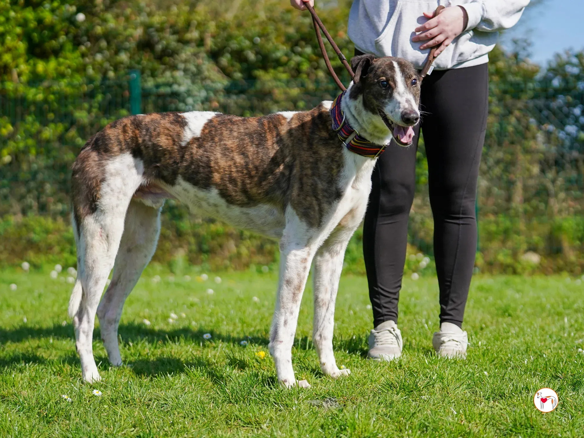 raymie grey adozione 27