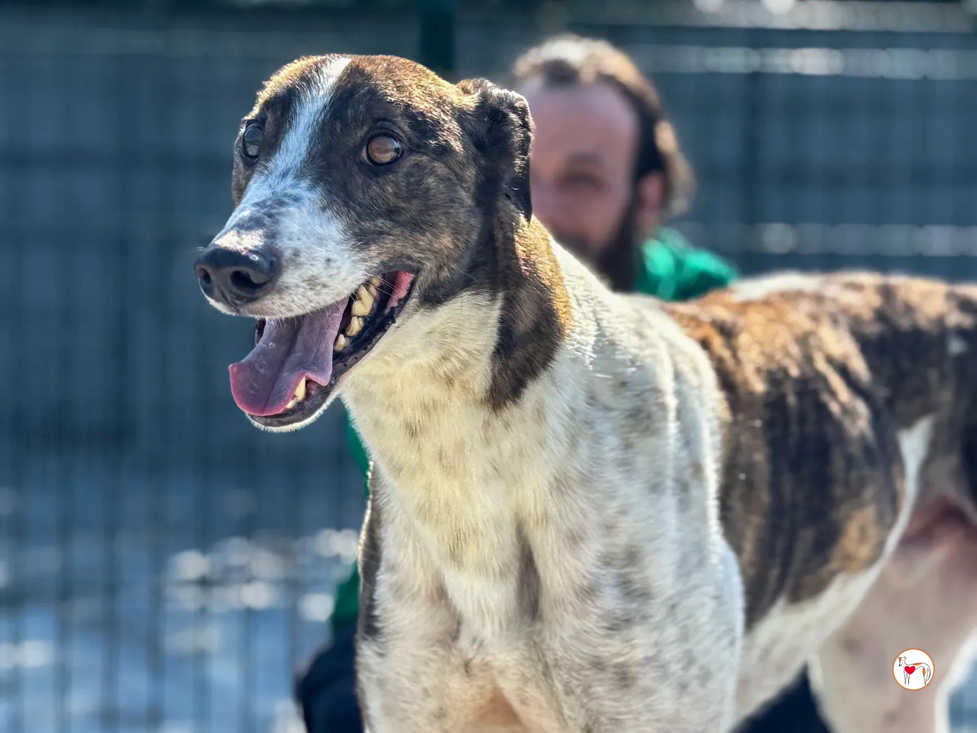 raymie grey adozione 28