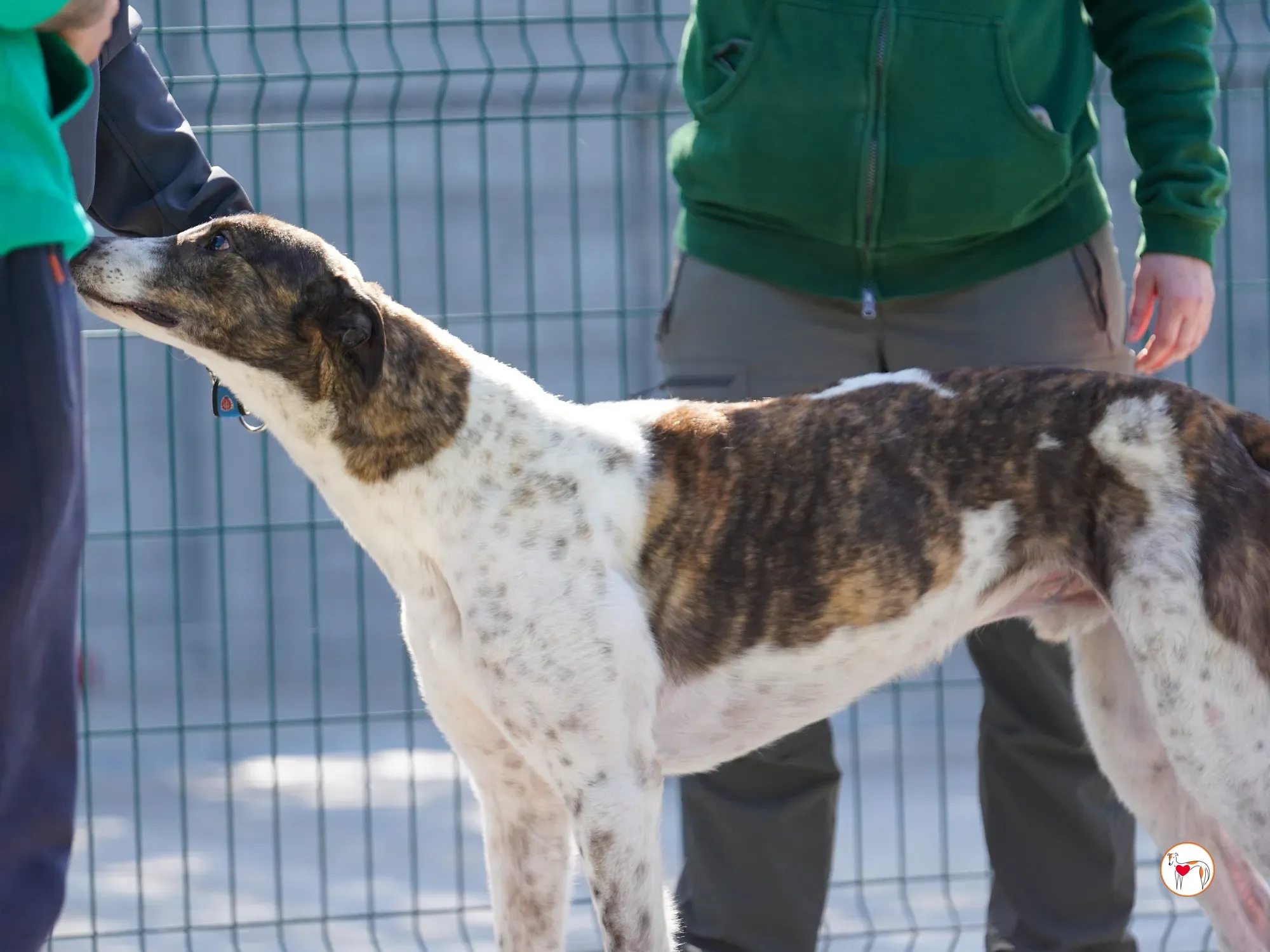 raymie grey adozione 29