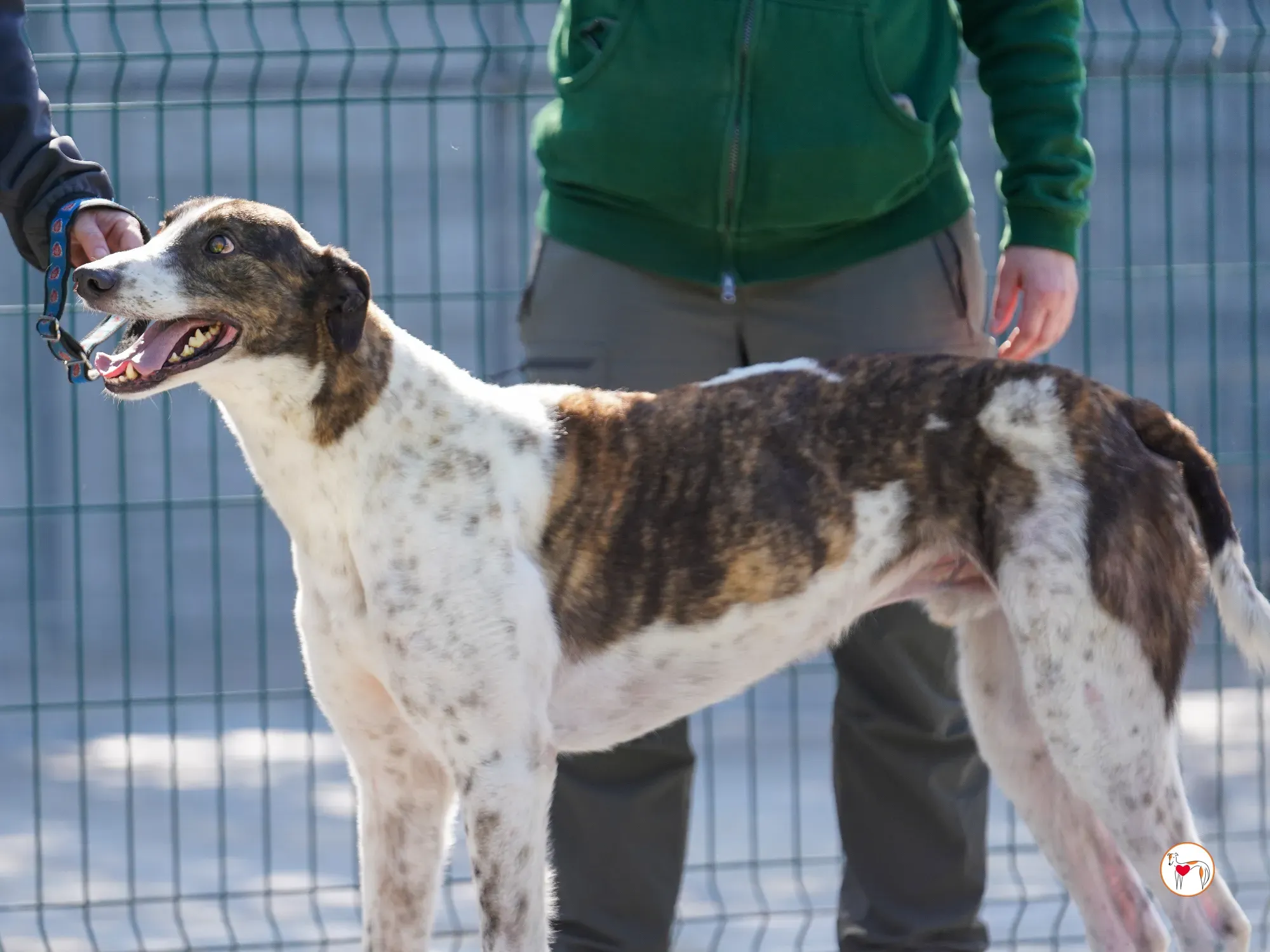 raymie grey adozione 30