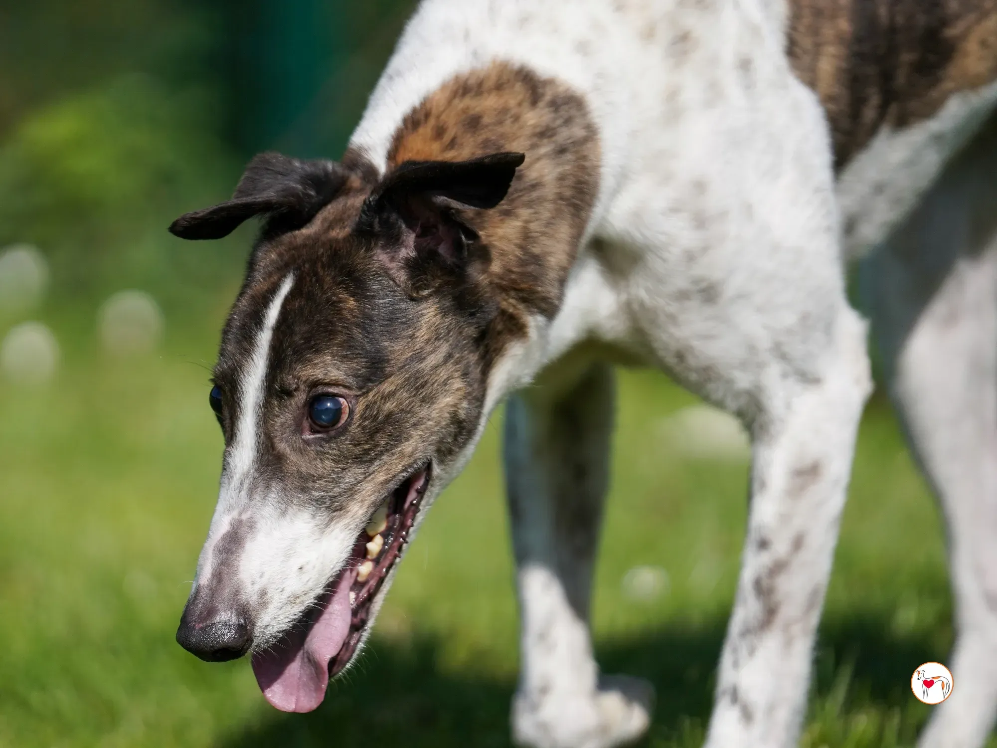 raymie grey adozione 31