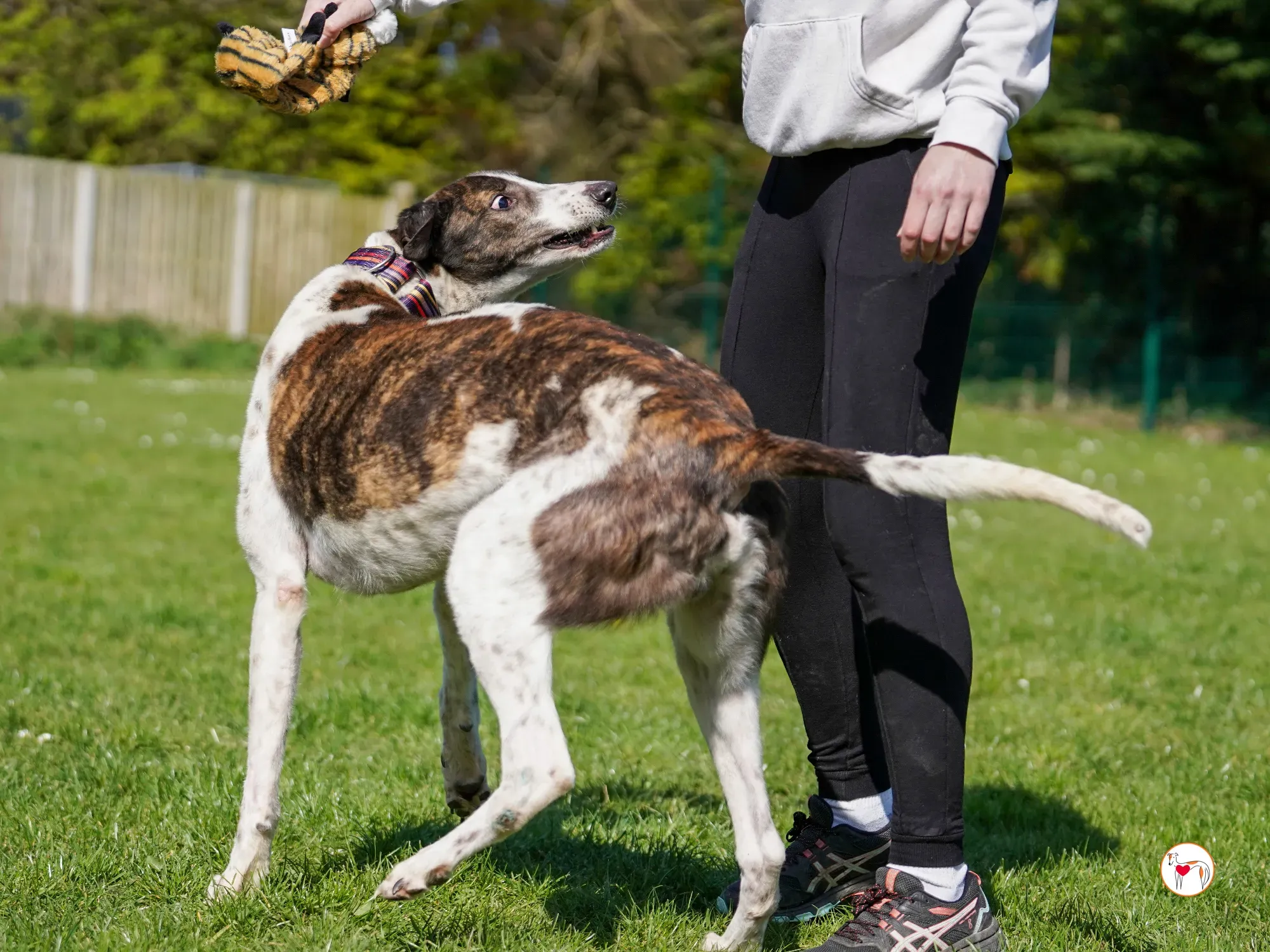 raymie grey adozione 32